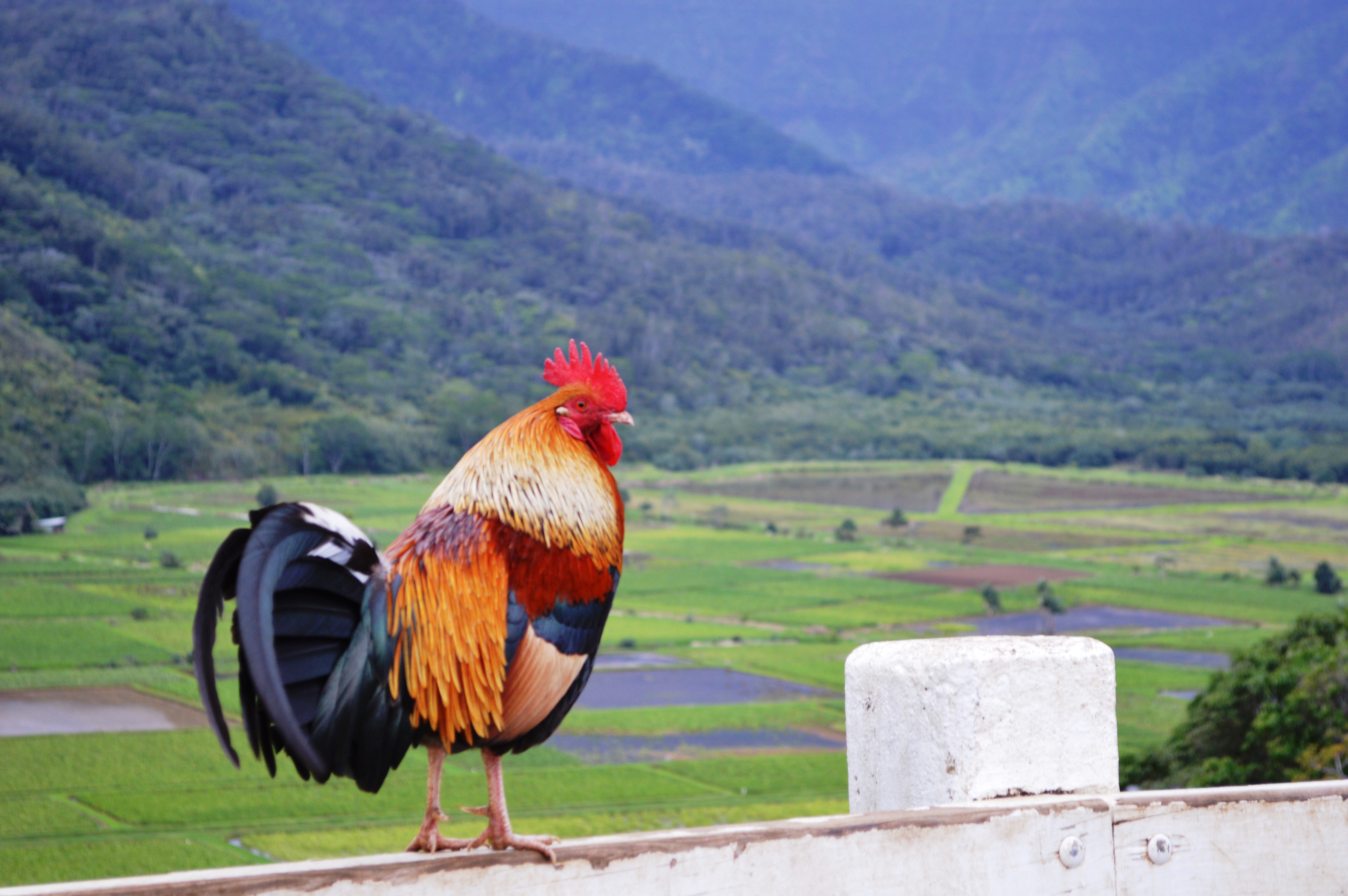 Wild hawaiian chicken photo