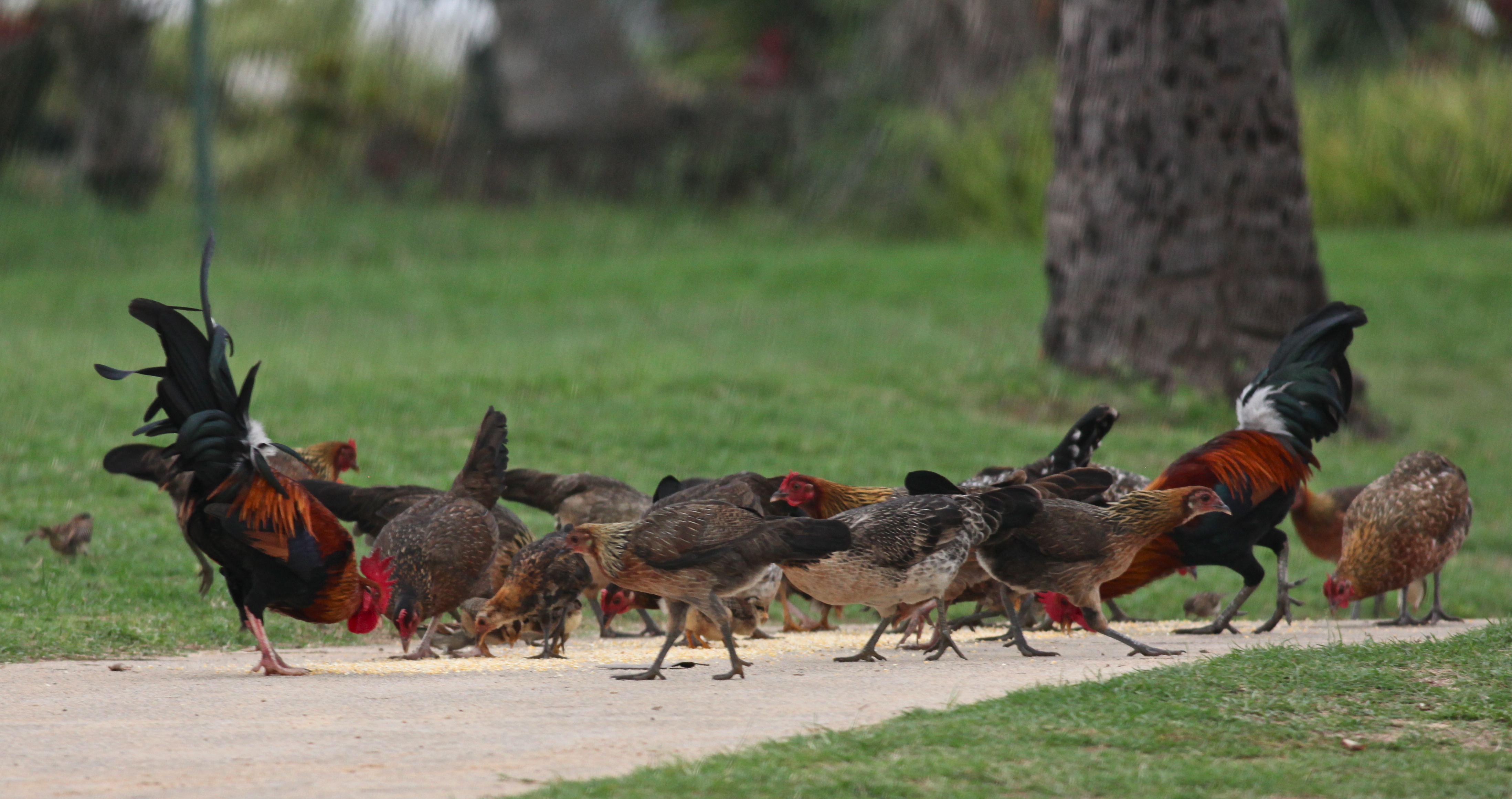 Kaua'i Beach Chickens | Photo Feathers