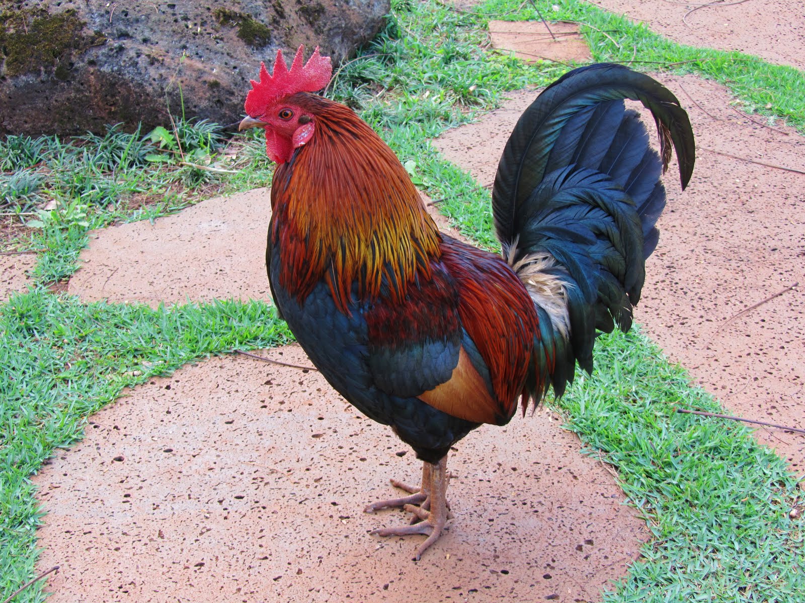 Chickens run loose all over Kauai because of a hurricane that came ...