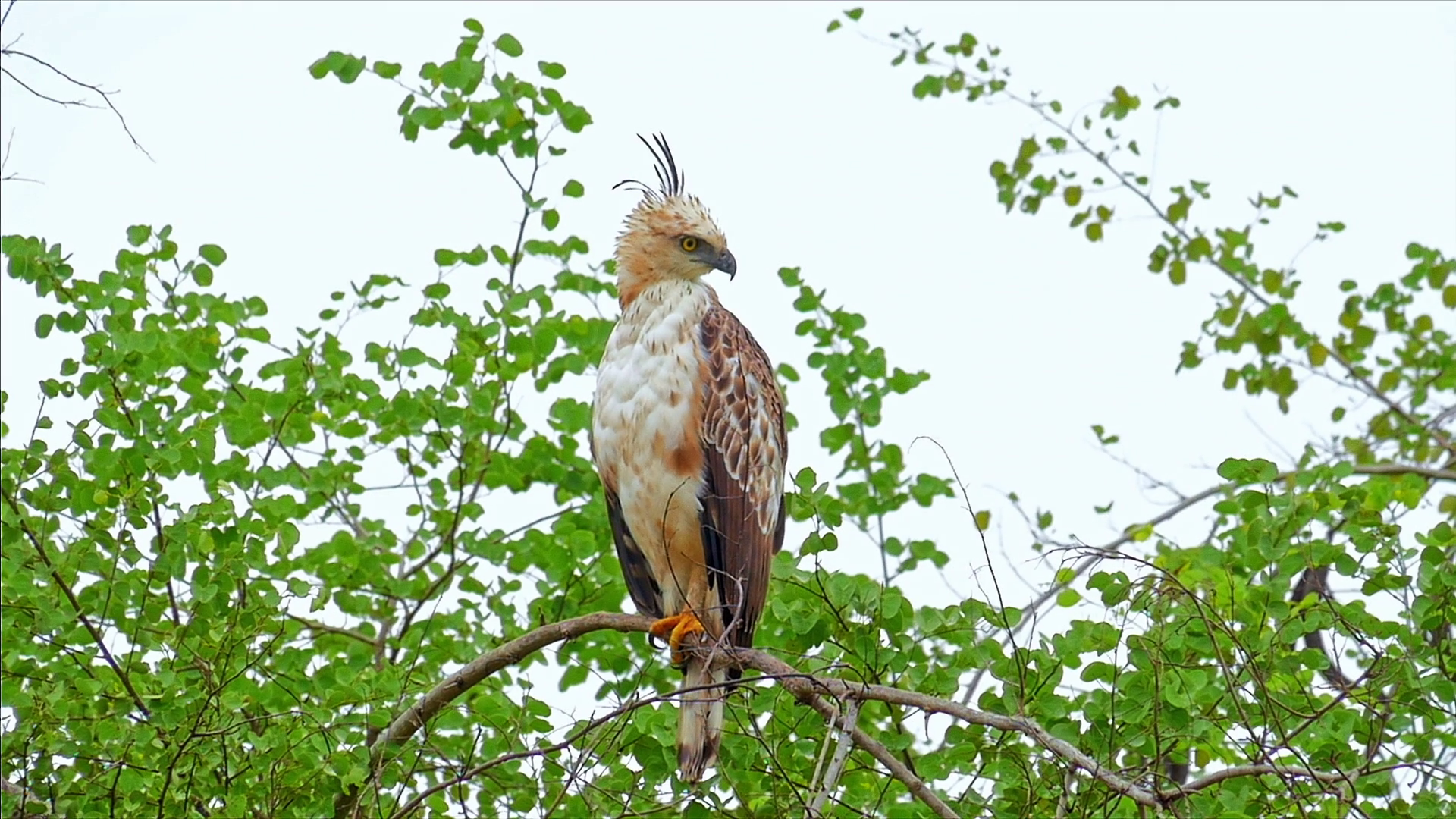 Portrait of Crested Hawk Eagle in wild nature of Sri Lanka wildlife ...