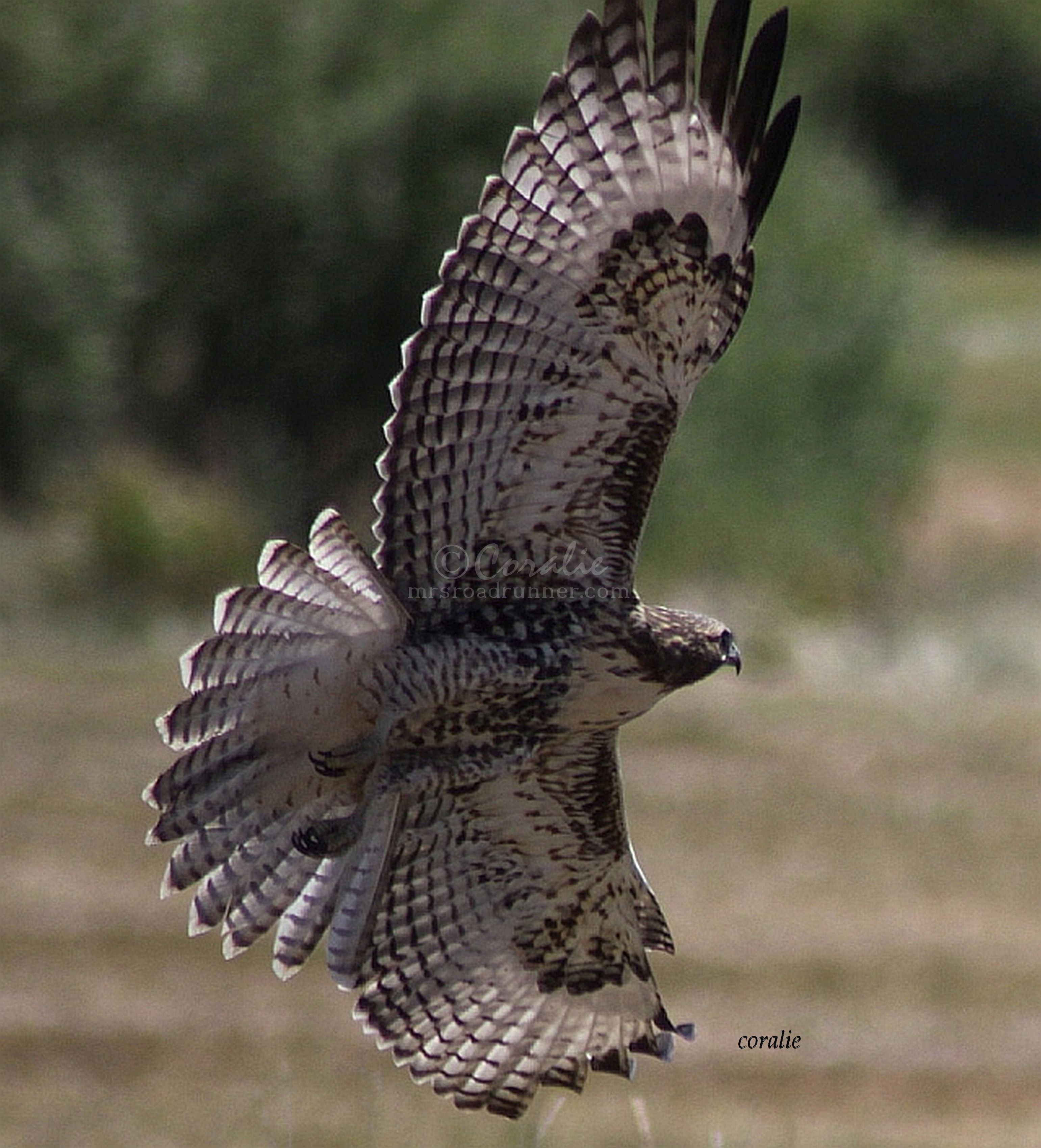 wild hawk wings spread 1484 – Mrsroadrunner Photography