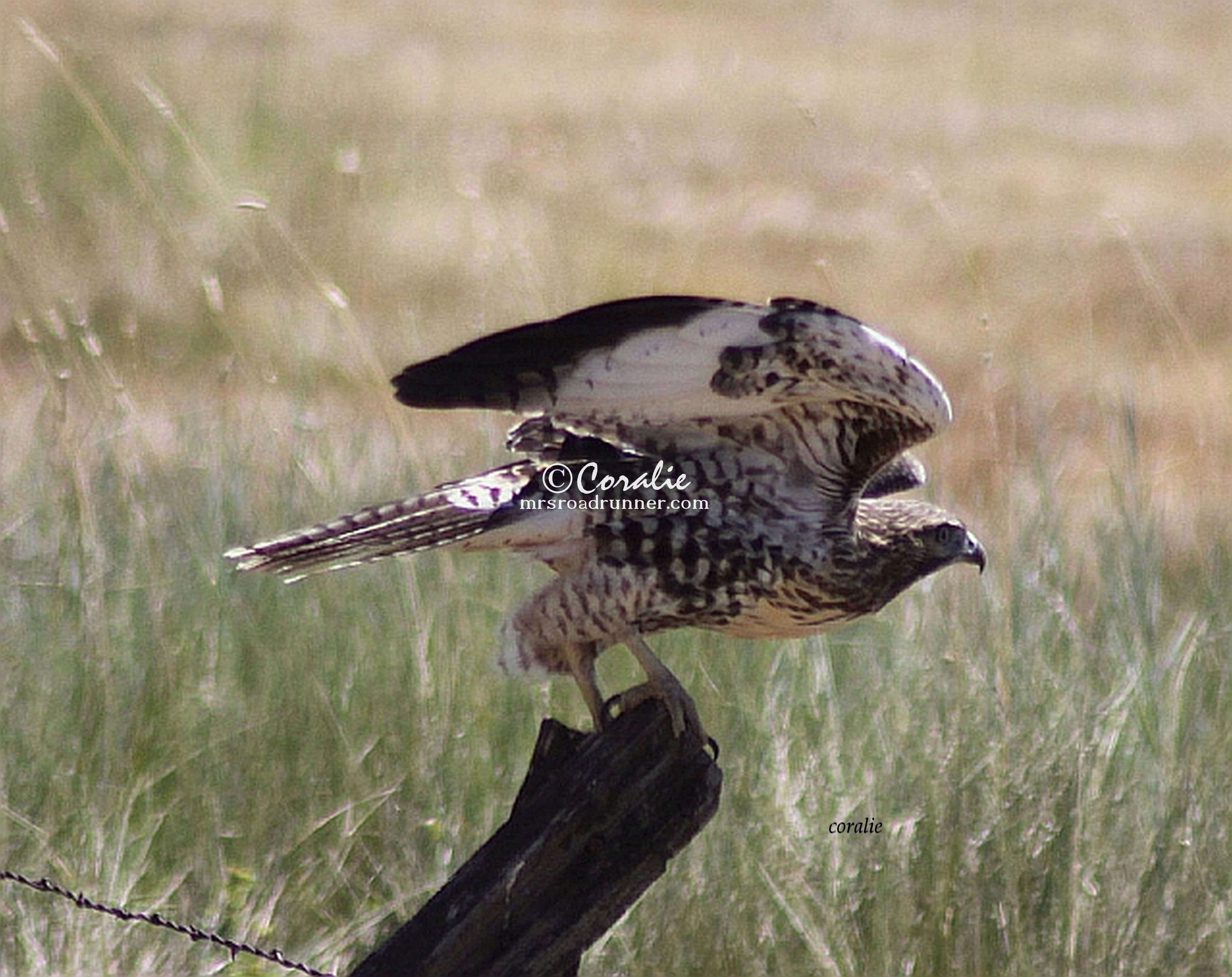 wild hawk bird 1480 – Mrsroadrunner Photography