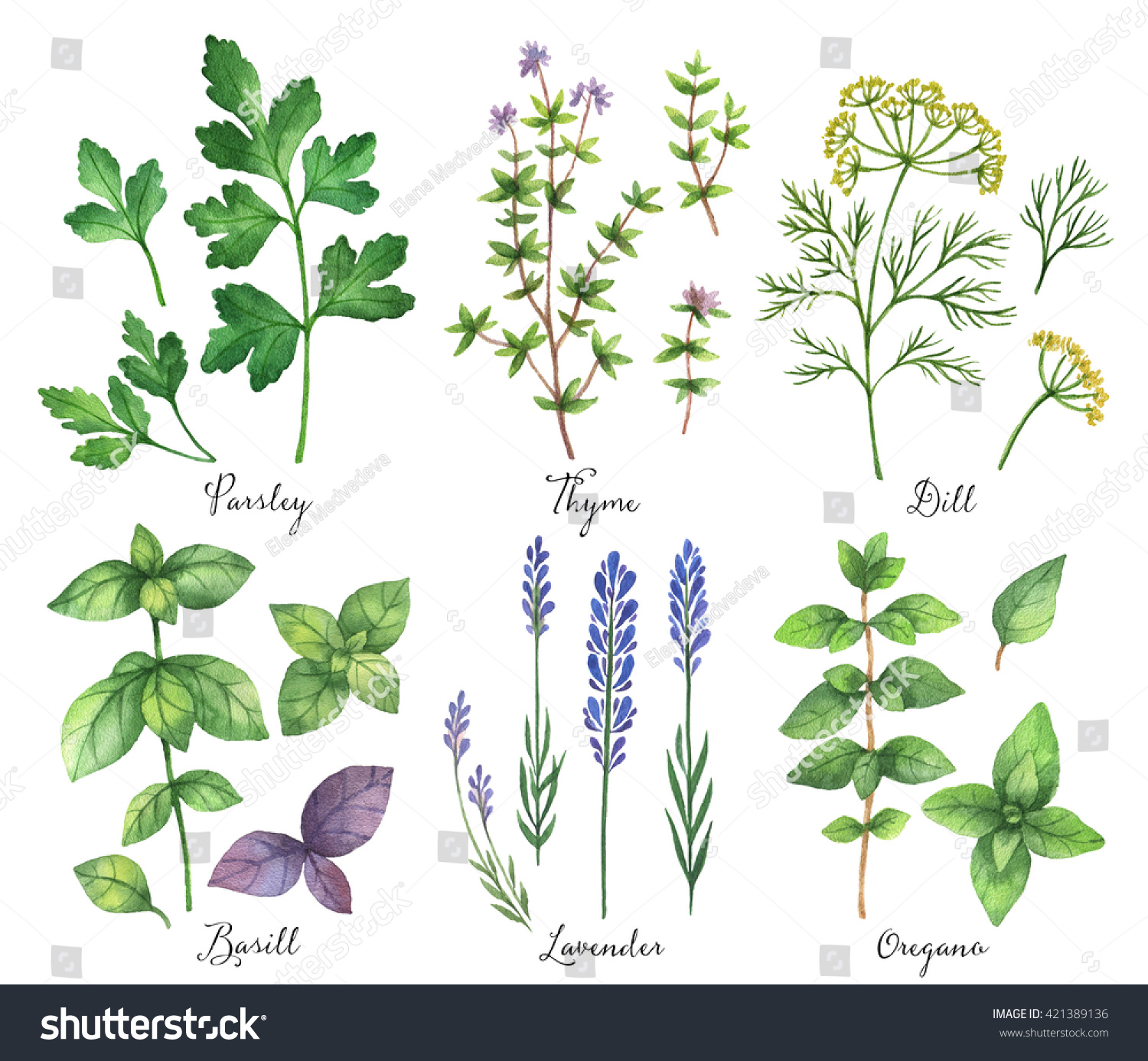 Watercolor Hand Painted Set Wild Herbs Stock Illustration 421389136 ...