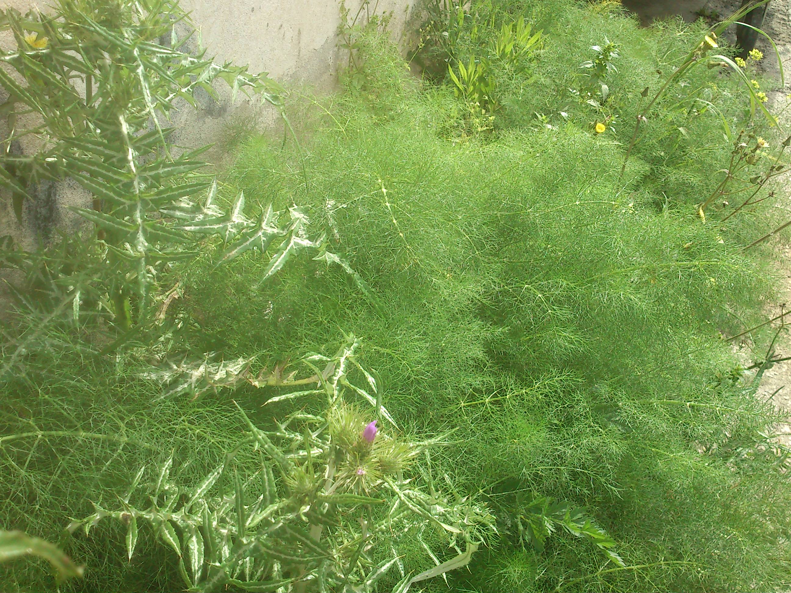 File:Wild herbs on side road in Argostoli.JPG - Wikimedia Commons