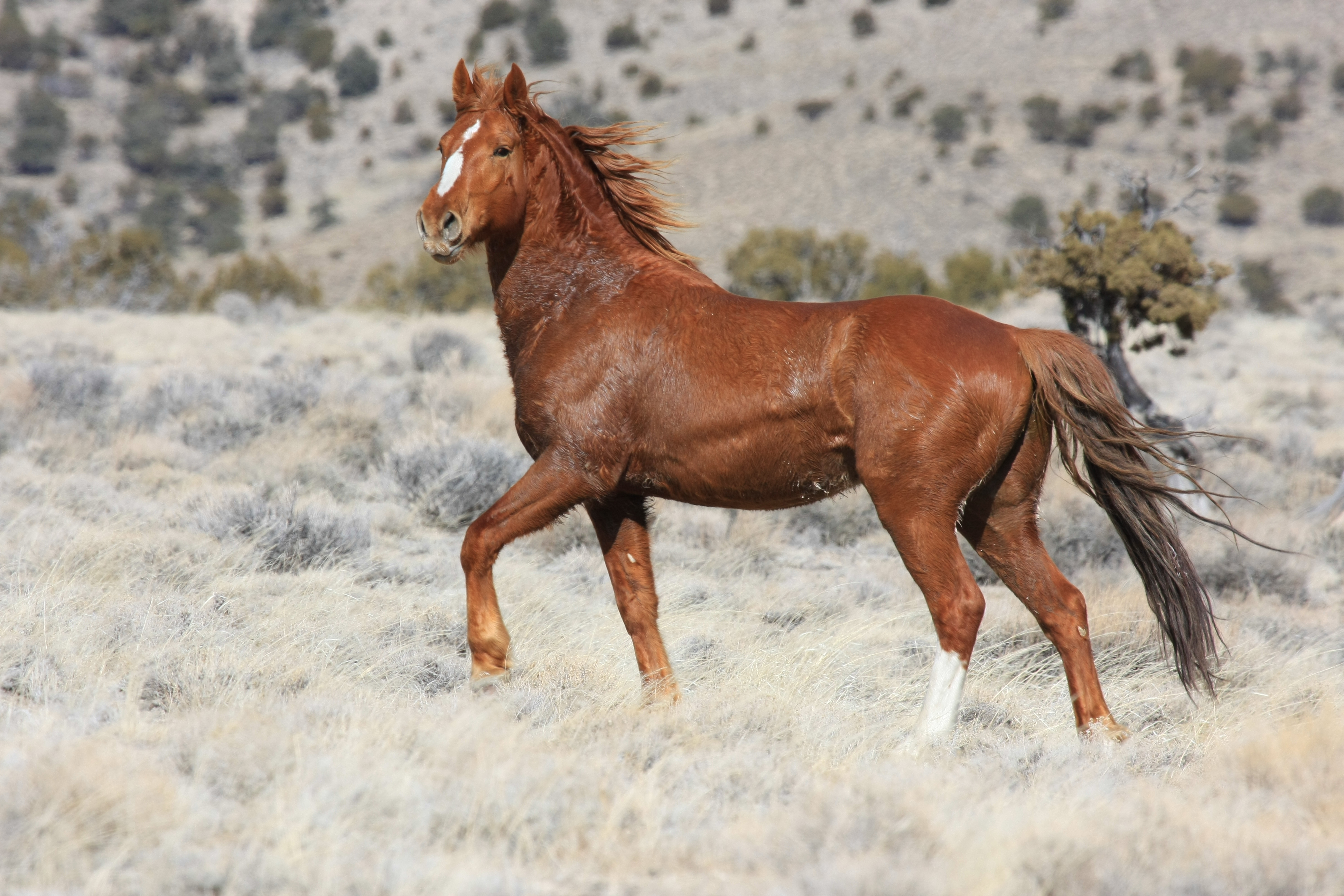 Anti-Wild Horse Bill Passes Nevada Senate Committee | Straight from ...