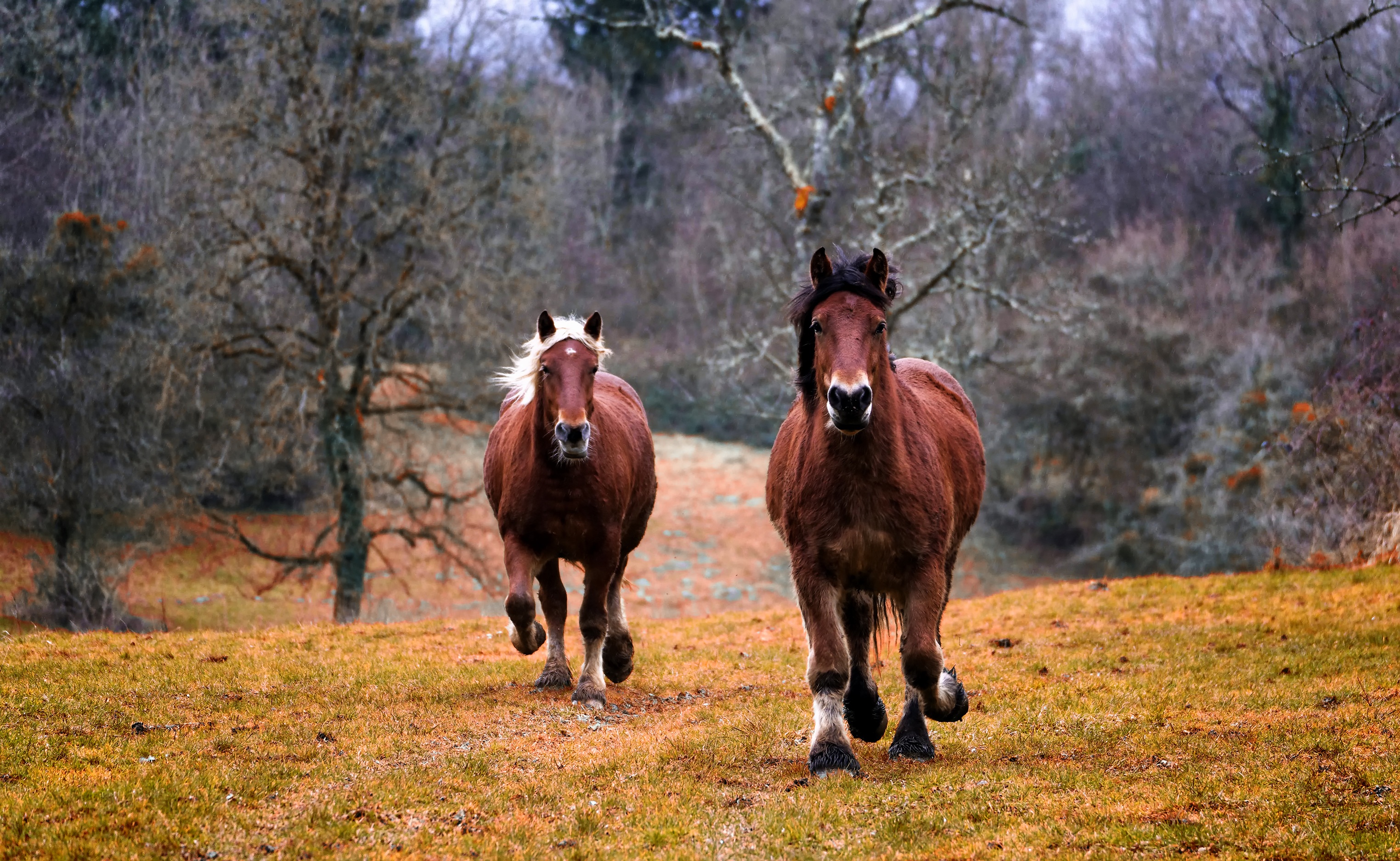 Wild horses photo