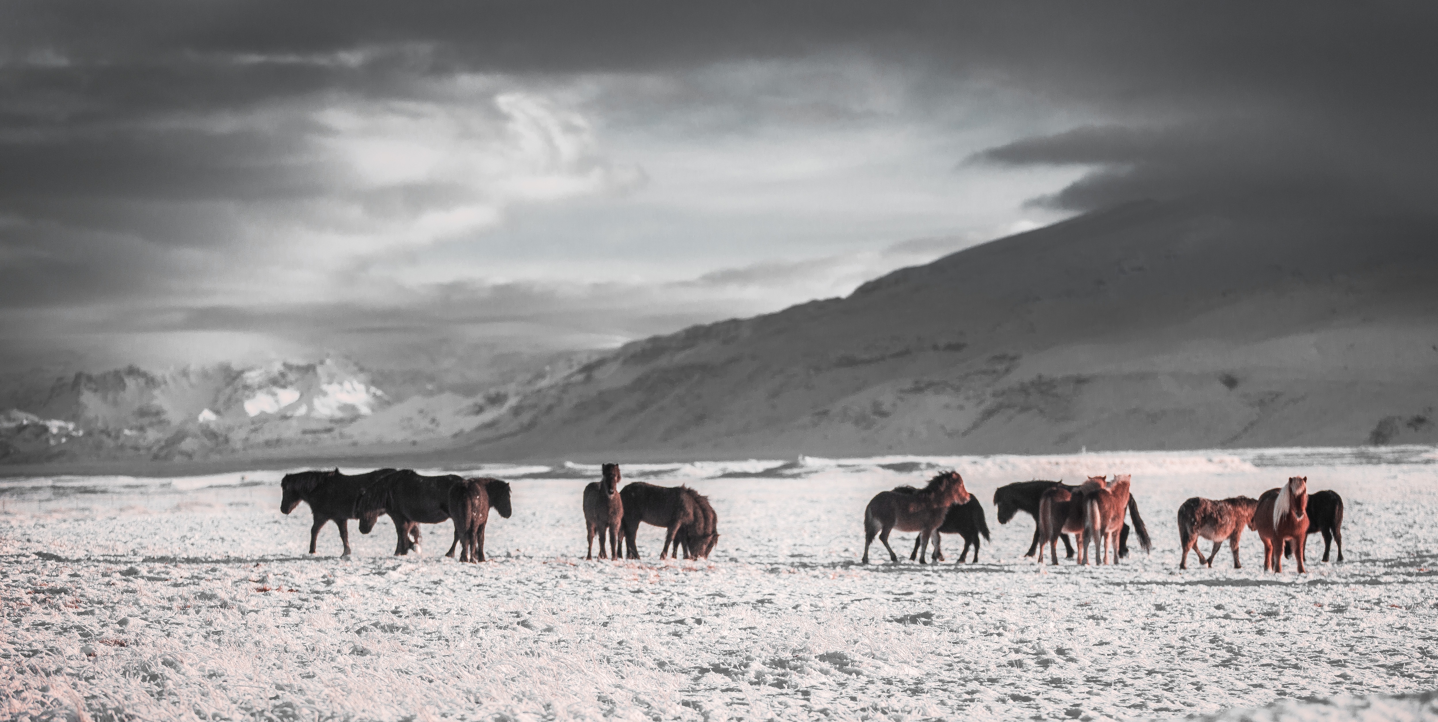 Wild horses photo