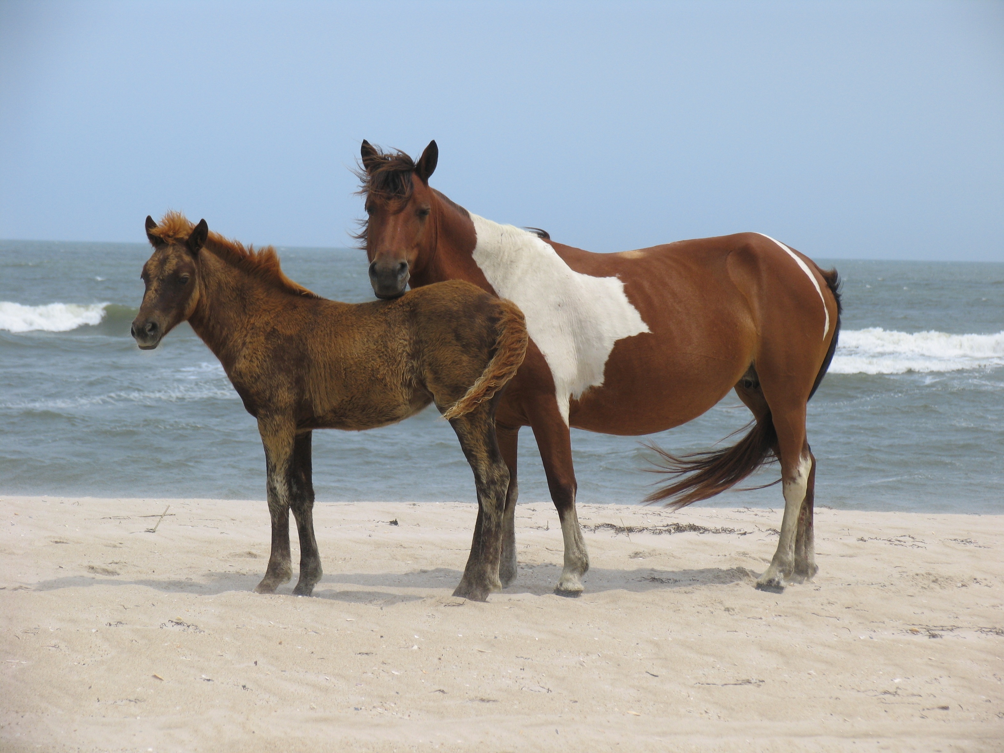 Wild horses on the shore photo