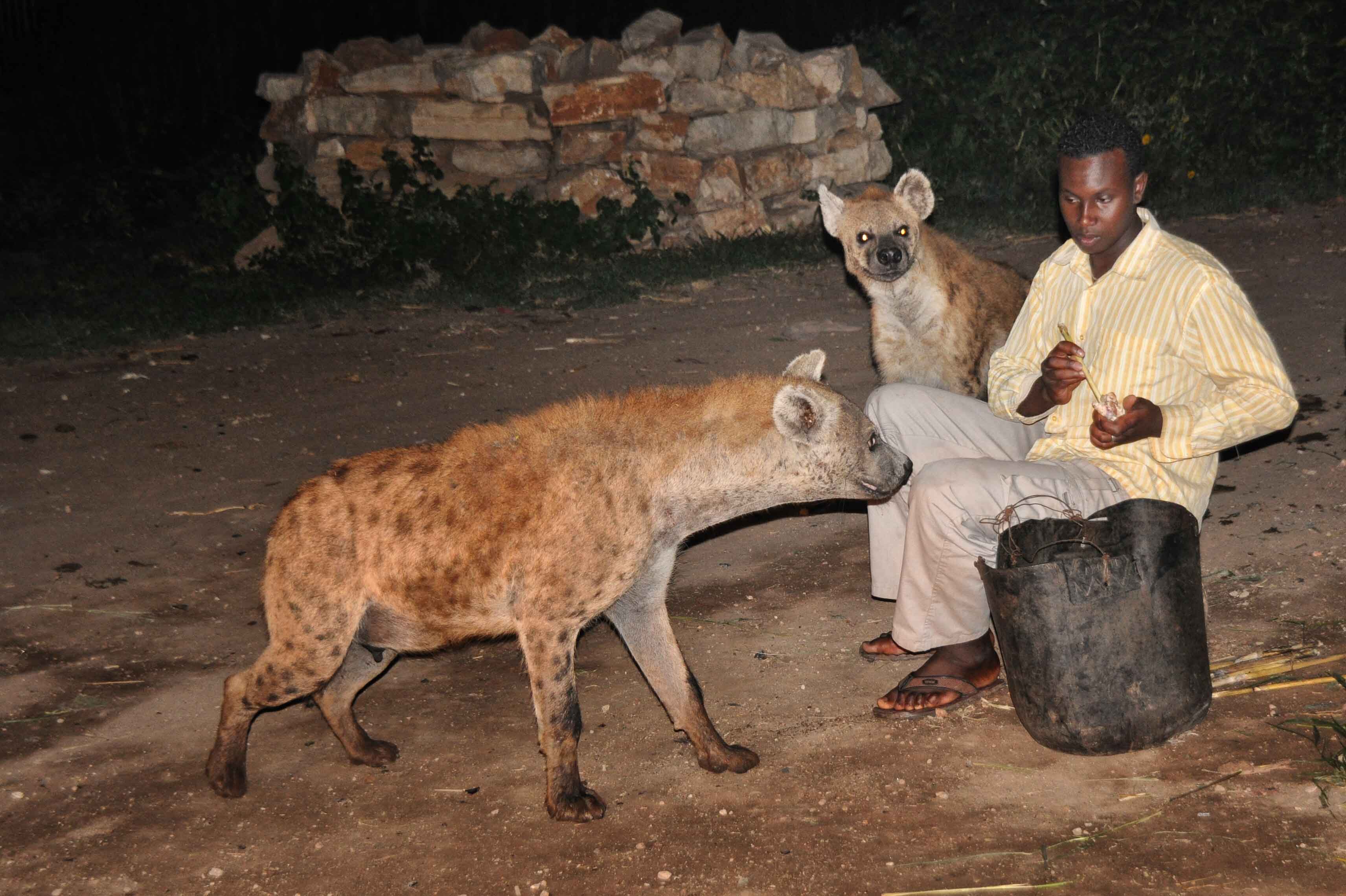File:Feeding Wild Hyena (7917492114).jpg - Wikimedia Commons