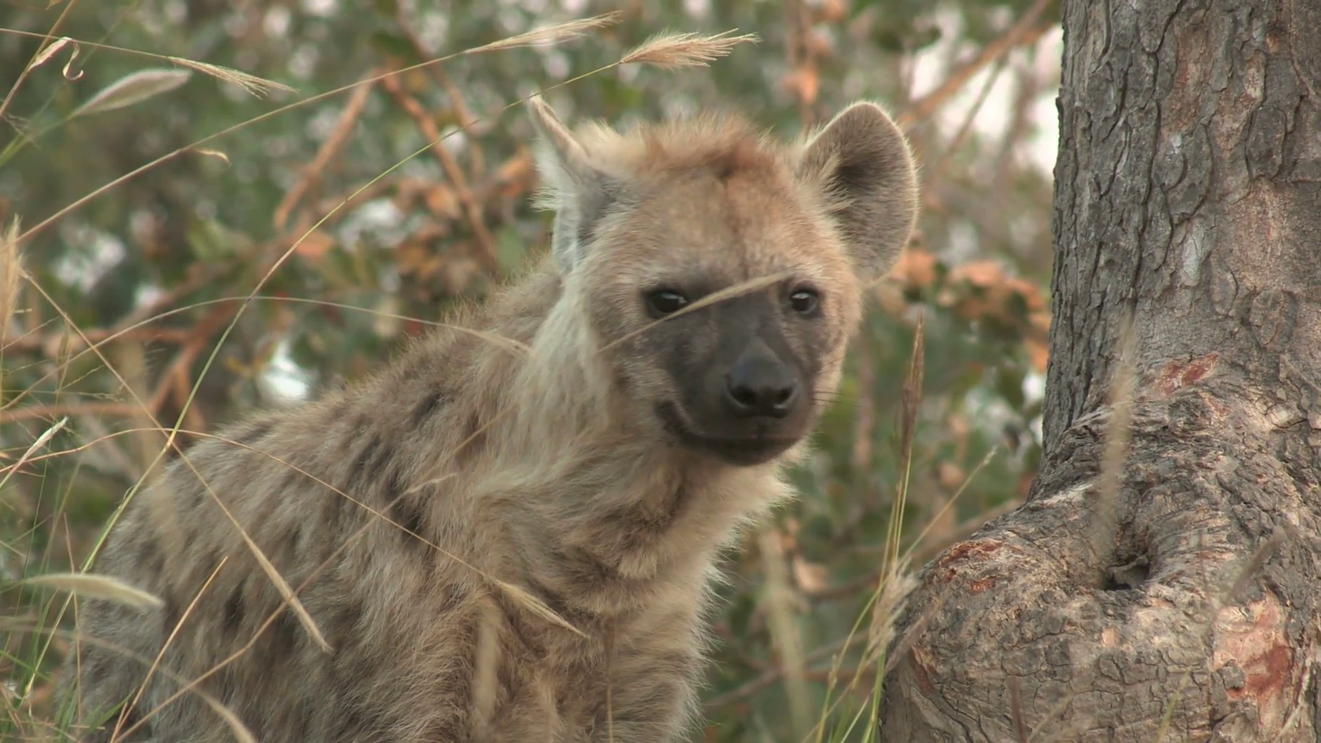 Spotted hyena (wild) - HD Stock Video Footage - VideoBlocks