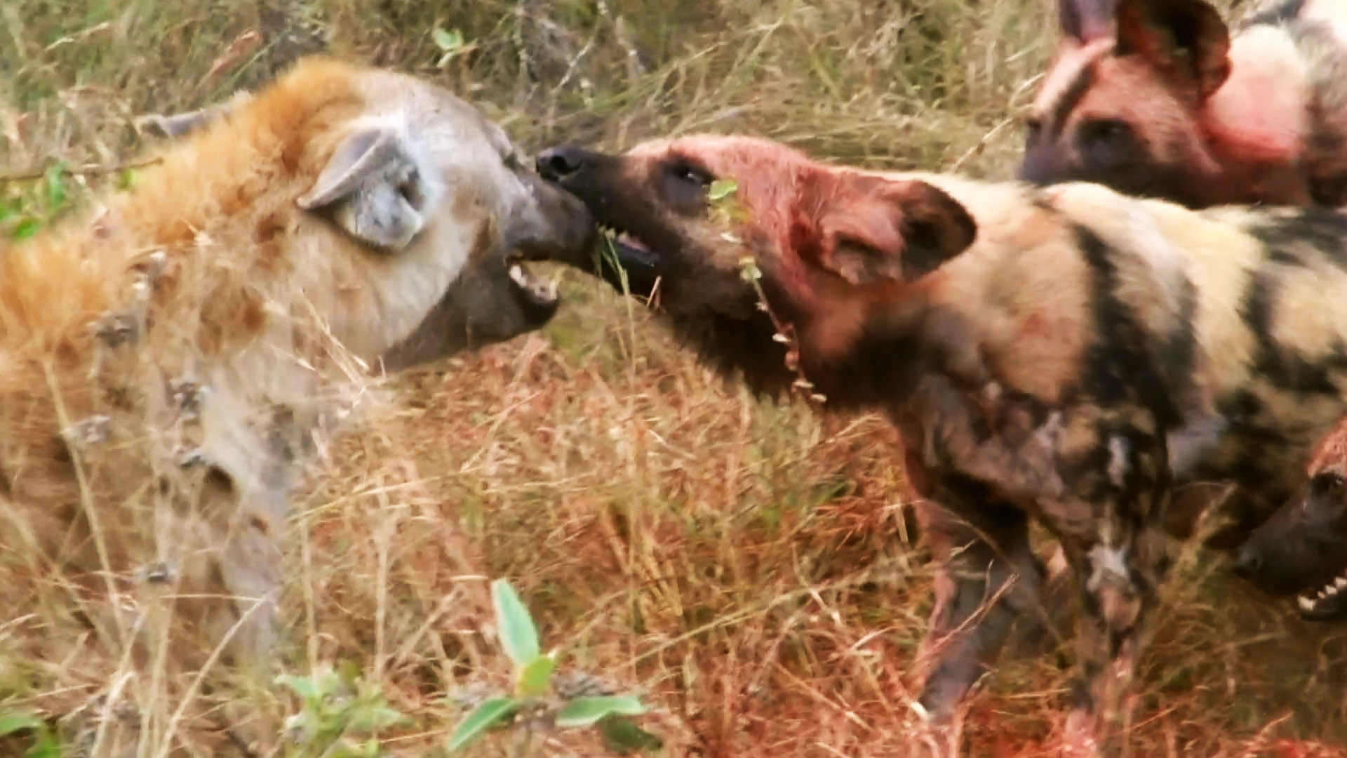 Wild Dogs vs. Hyena - Animal Fight Night Video - National Geographic ...
