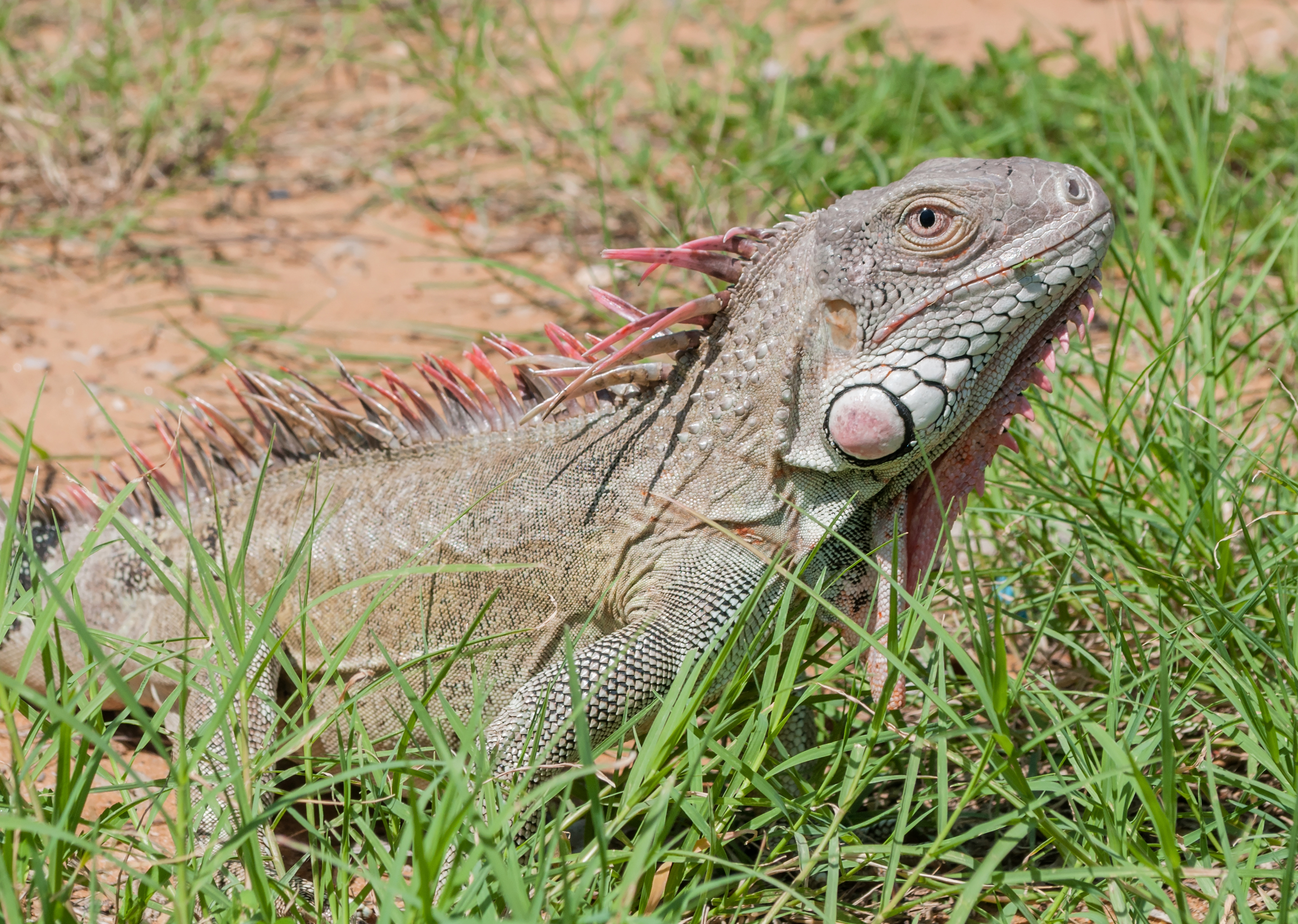 File:Iguana in the Maracaibo wild.jpg - Wikimedia Commons