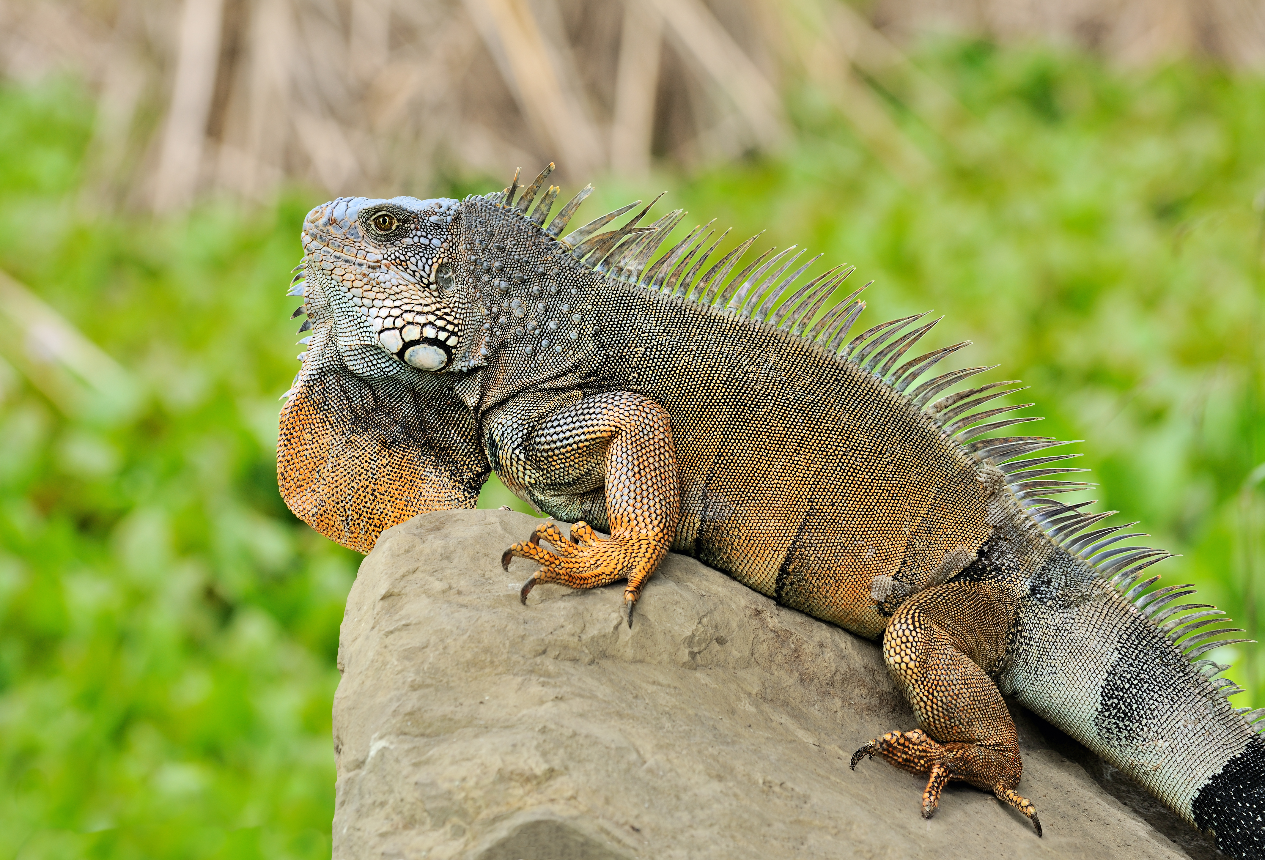 File:Iguana iguana Portoviejo 02.jpg - Wikimedia Commons