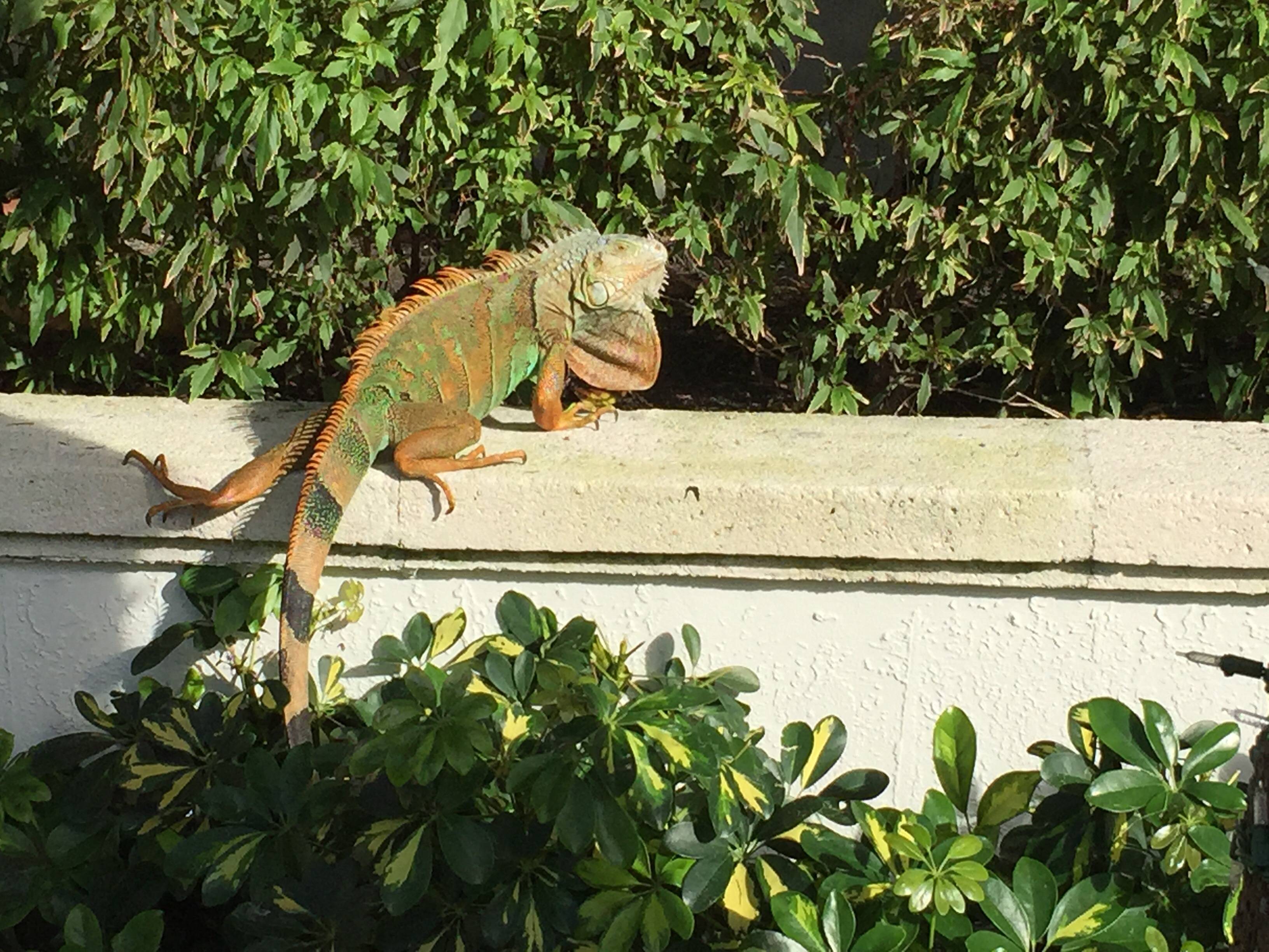 Nicely colored wild iguana hanging out in North Miami : reptiles