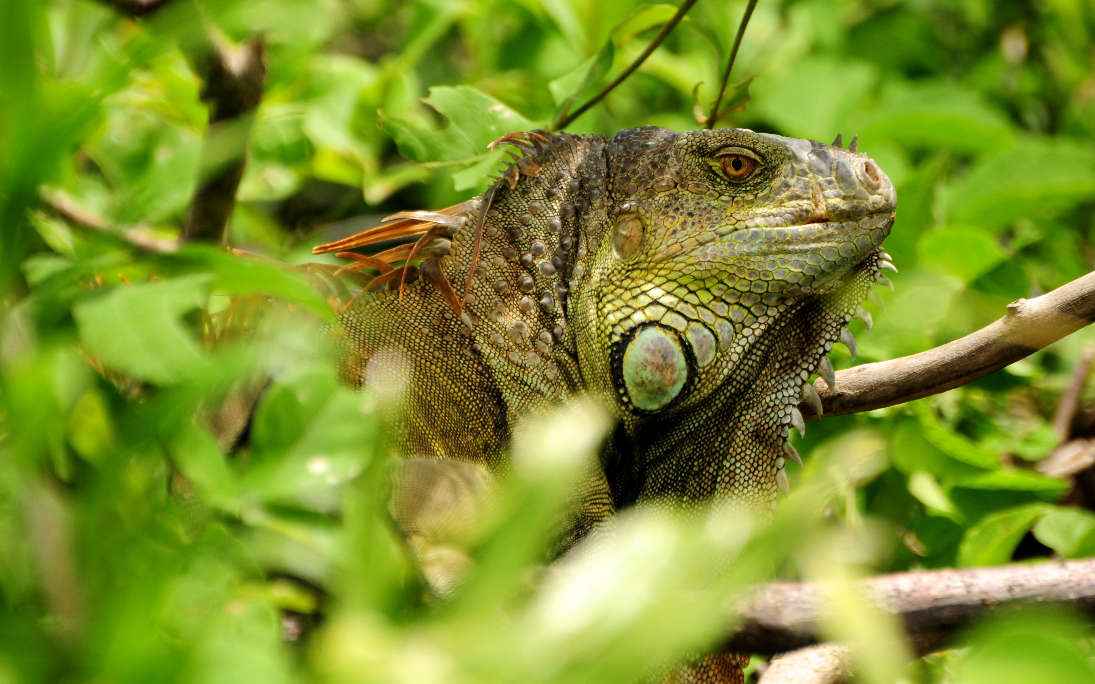 Download wallpapers Green iguana, lizard, 4k, wild nature, forest ...