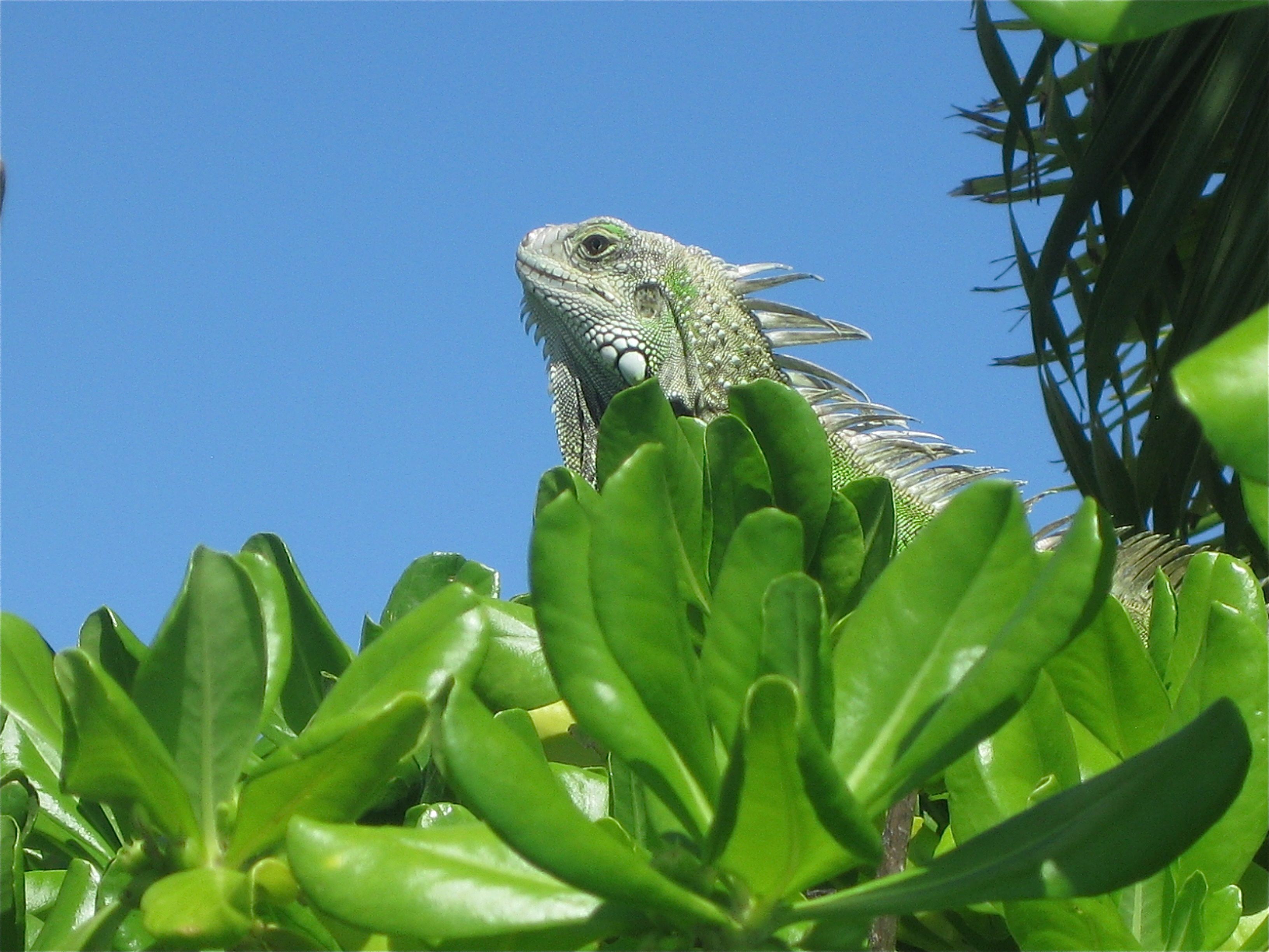 Close-up... a Wild Iguana - we were sitting by the pool at a hotel ...