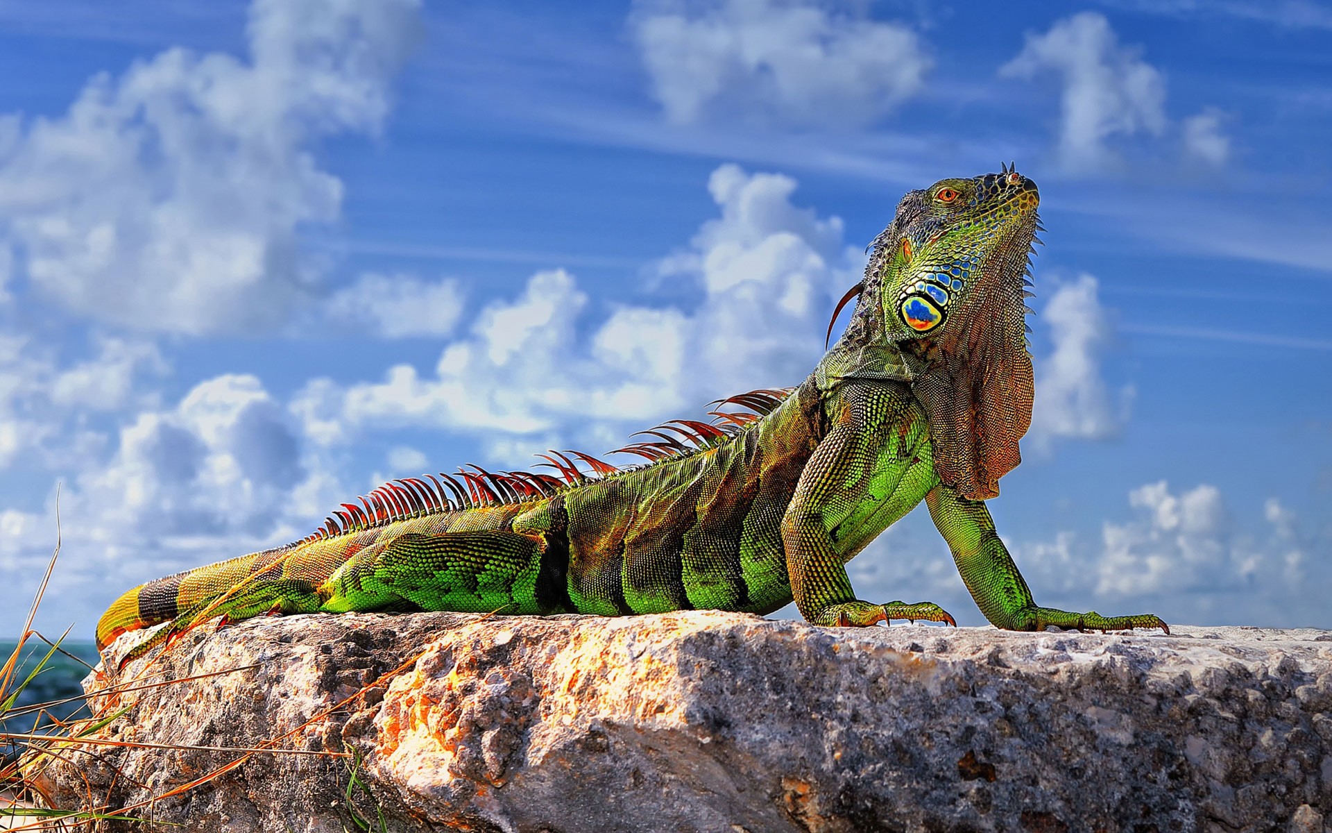 Green Iguana Reptile Lizard Wallpaper - DreamLoveWallpapers