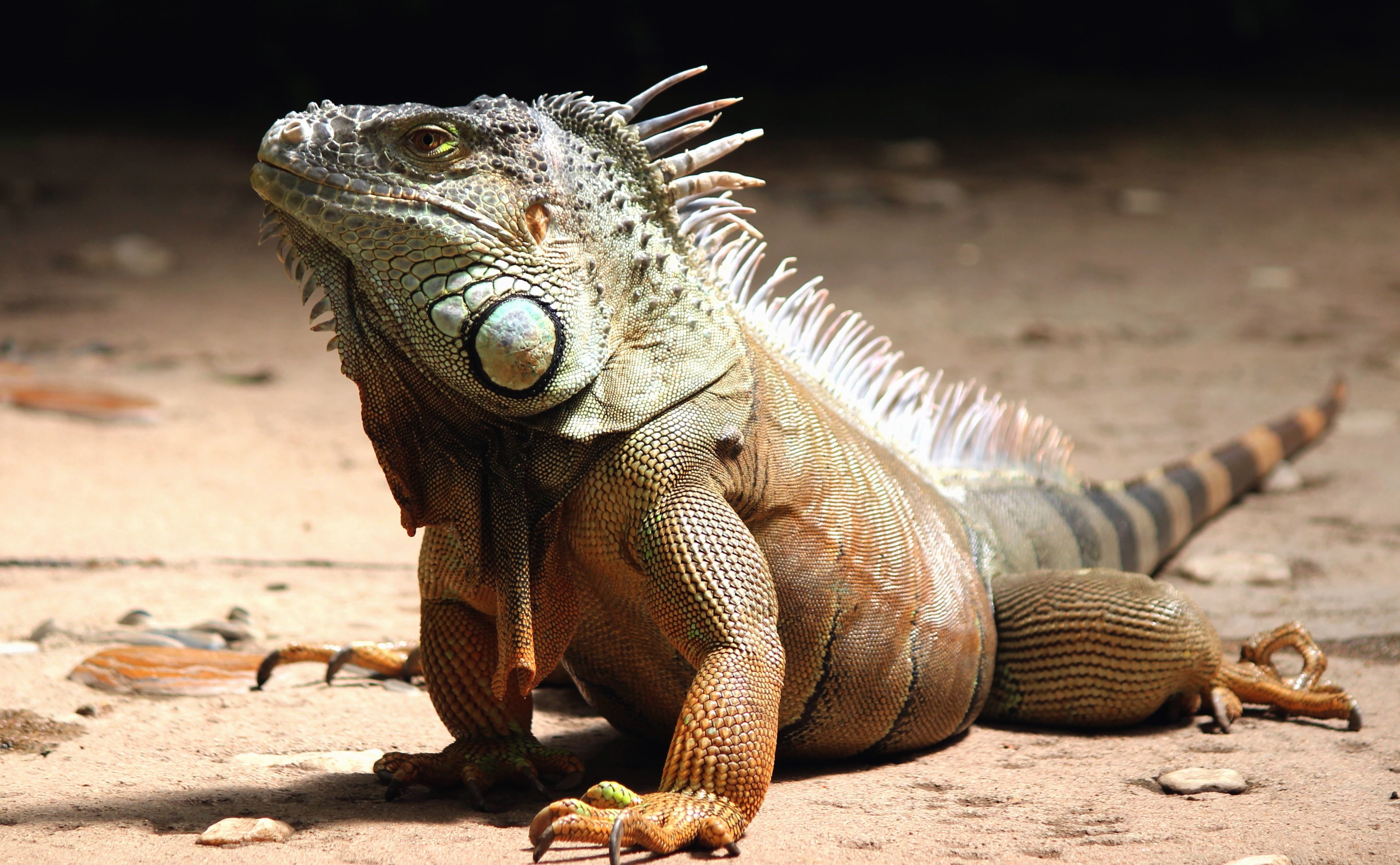 Free picture: reptile, iguana, lizard, sand, wild, animal, exotic ...