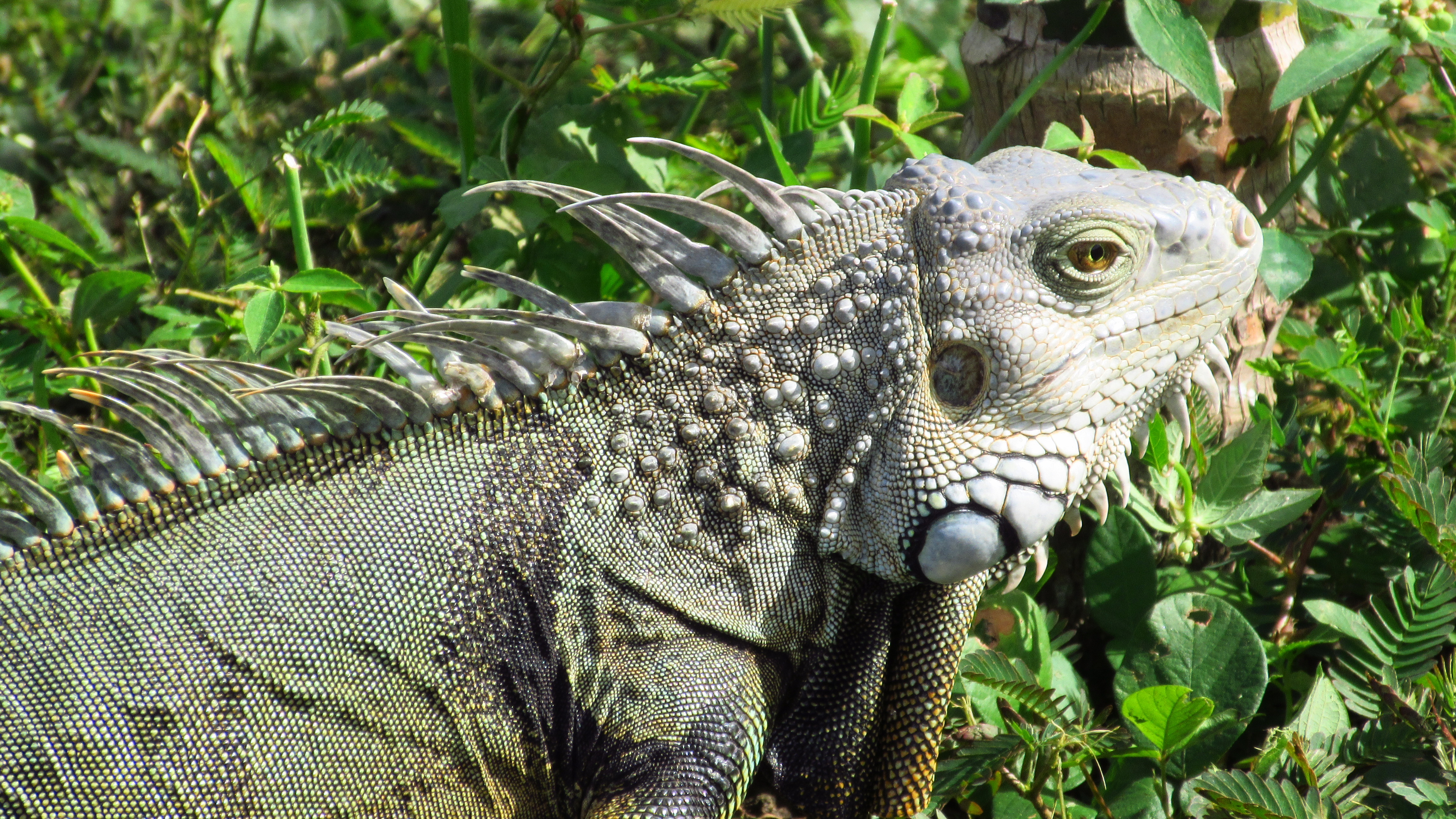 Bare-Handed Green Iguana Hunting and Catching | Life Transplanet