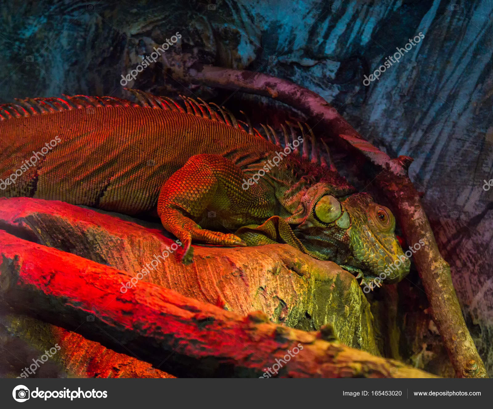 Wild iguana sleeping in the zoo. Animals in captivity — Stock Photo ...