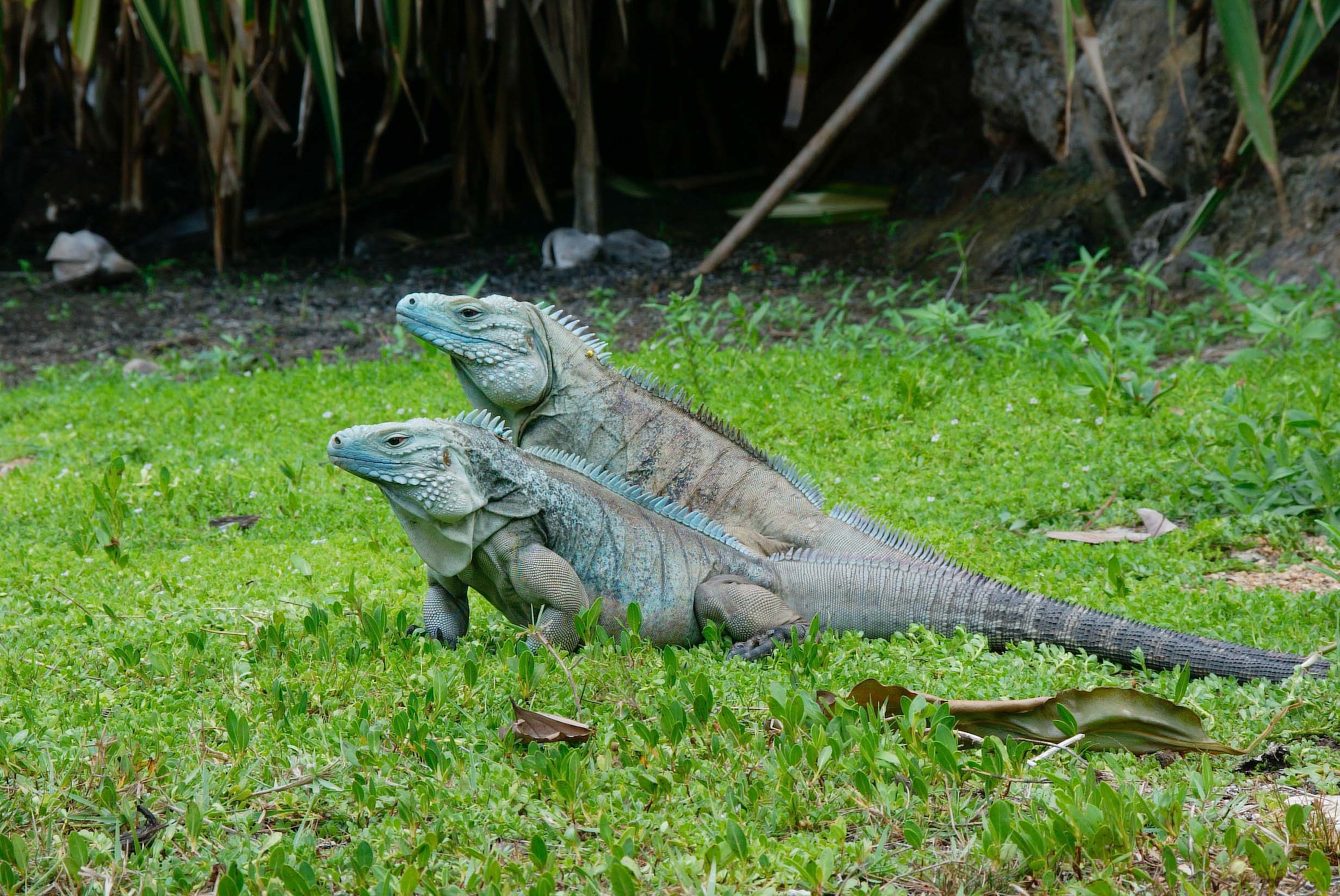 Blue Iguana - Click to Learn all about this species of Iguana