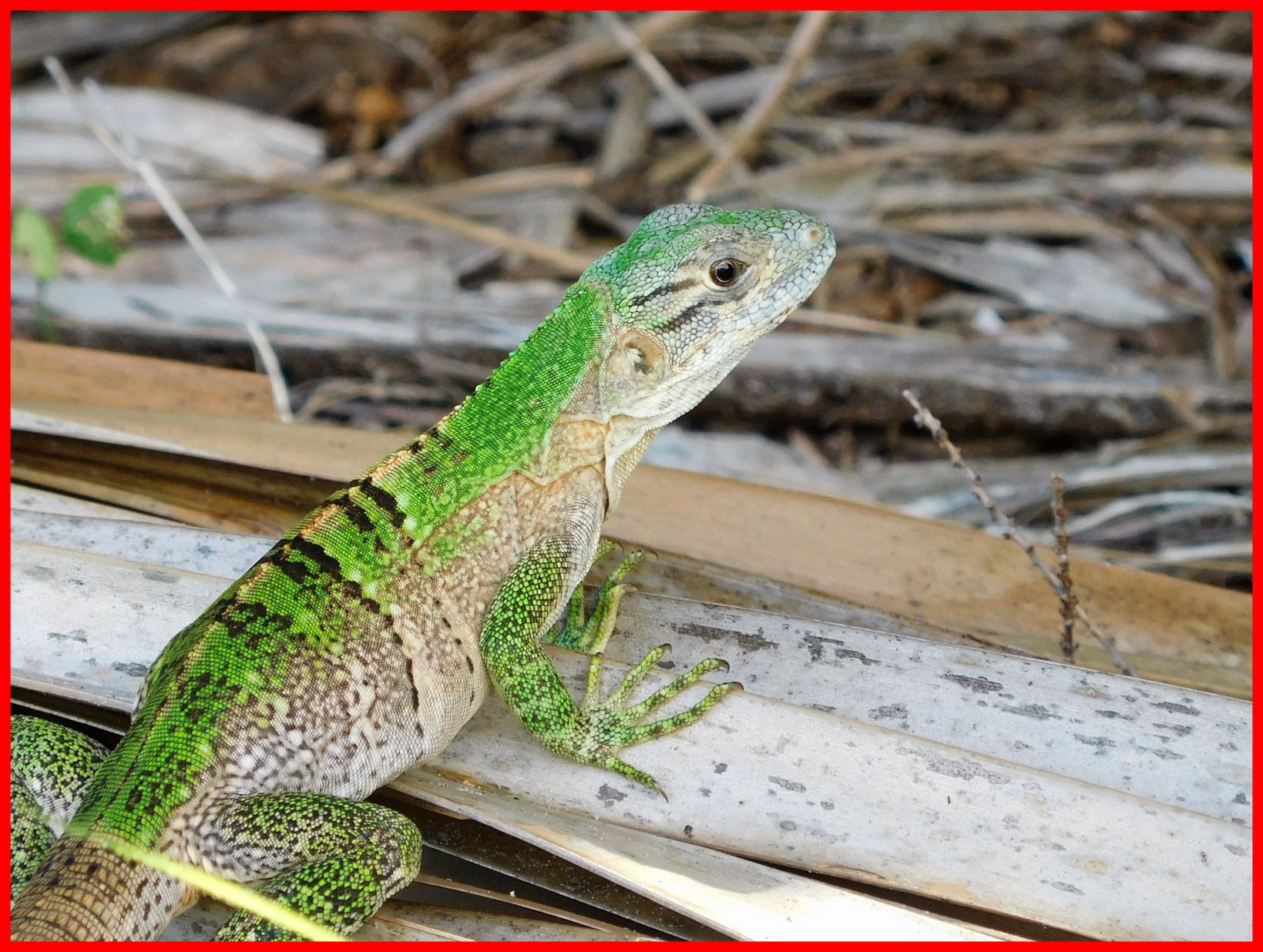 Awesome Canon Vixia Hf Wild Green Iguana Image For As Pet Concept ...