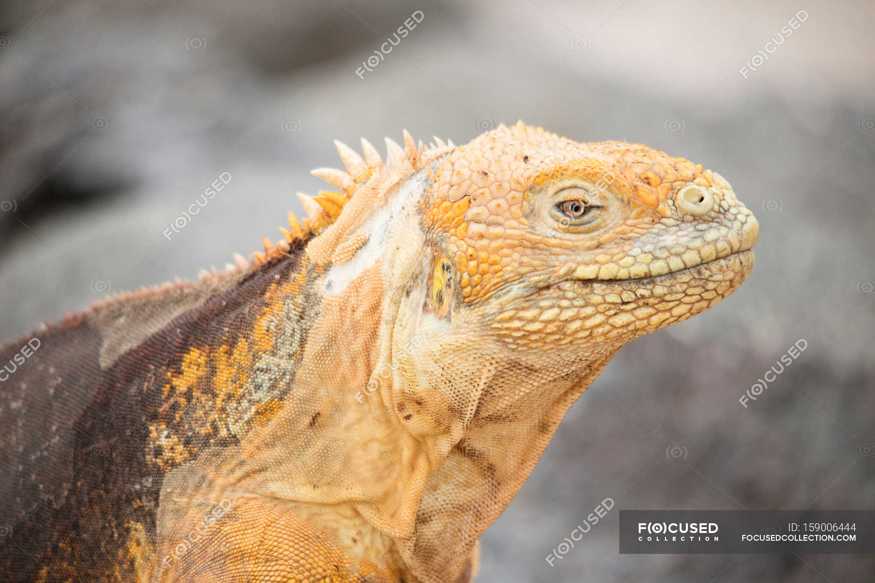 Wild iguana in nature — Stock Photo | #159006444