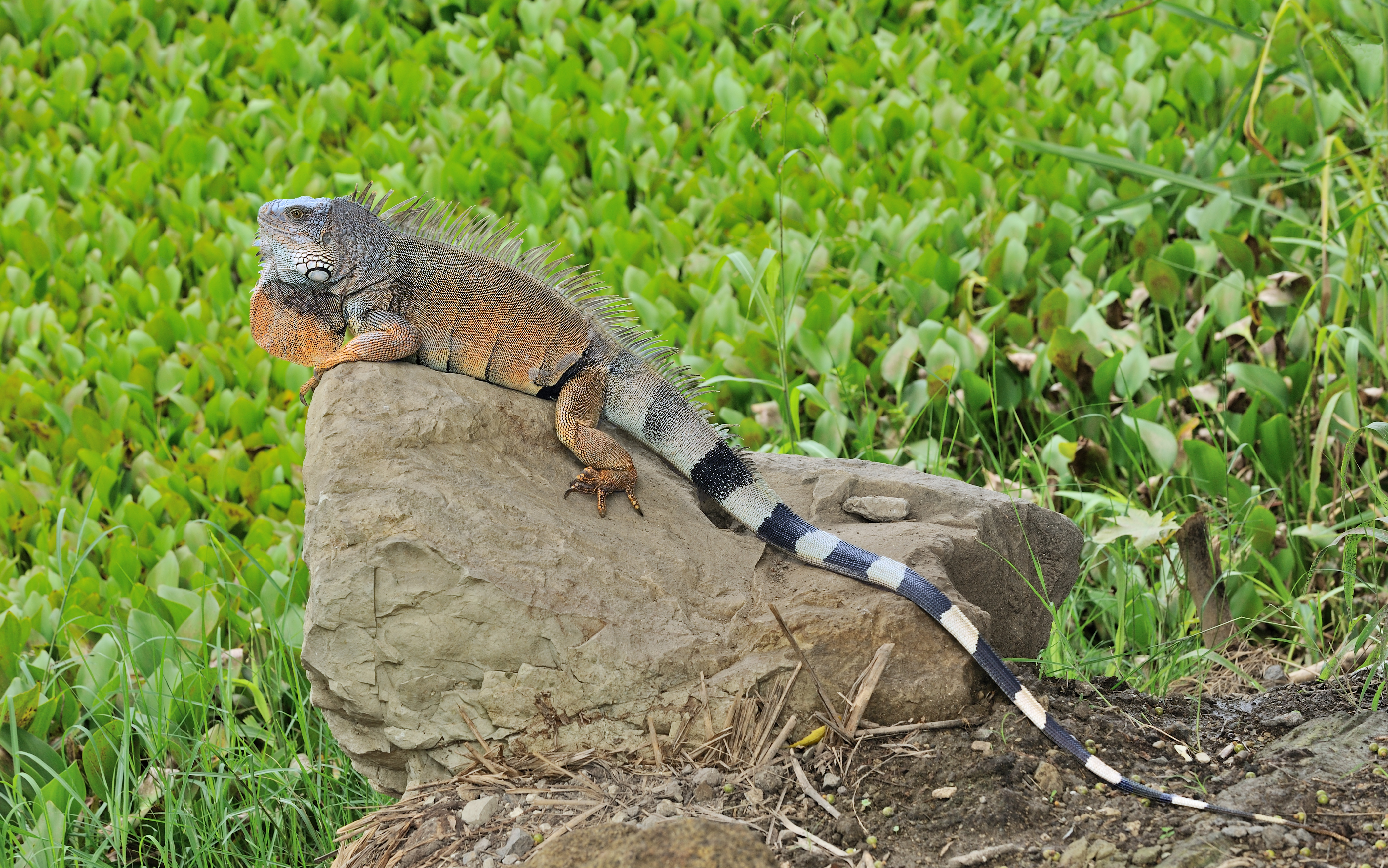 File:Iguana iguana Portoviejo 01.jpg - Wikimedia Commons
