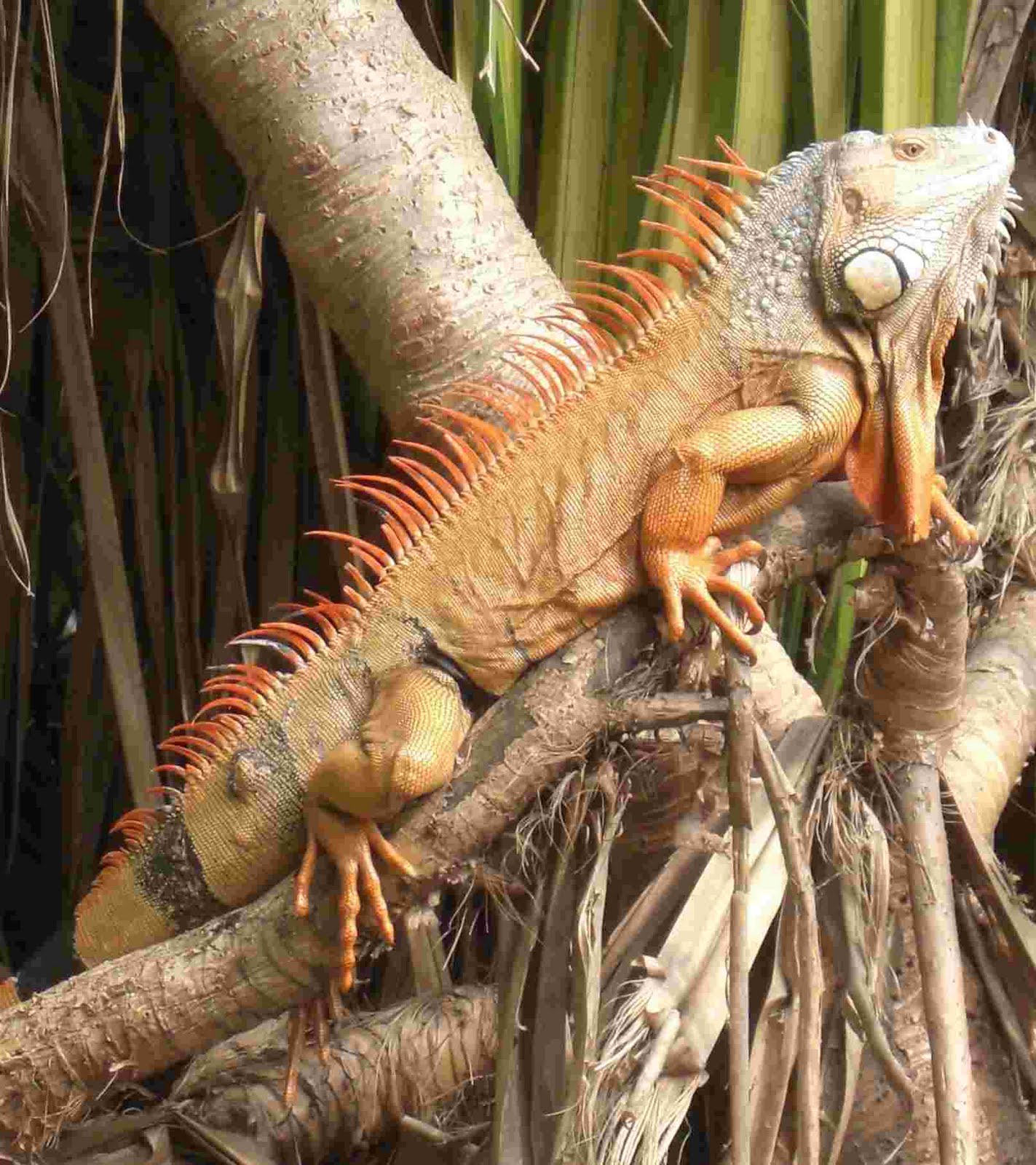 A MIAMI BRIT'S BLOG – Miami & South Florida: Iguanas - See Giant ...