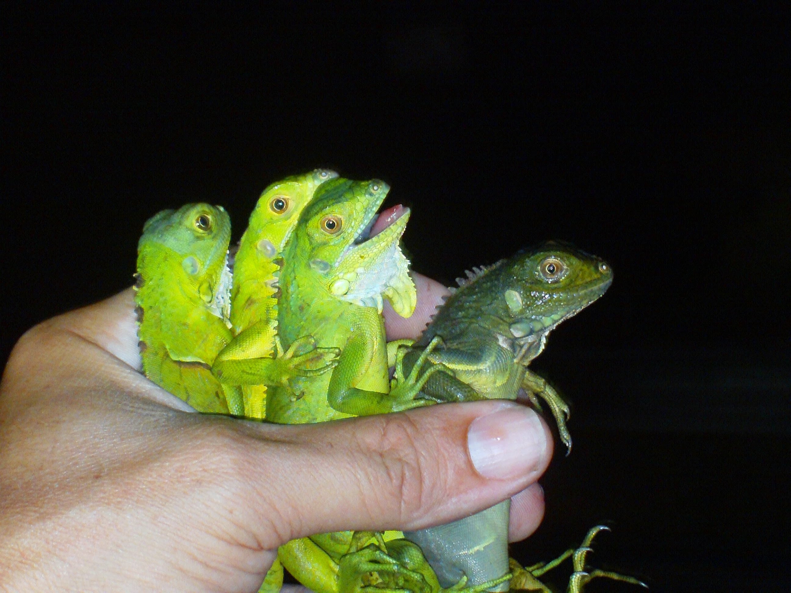 Baby Iguanas wild caught from Florida - YouTube