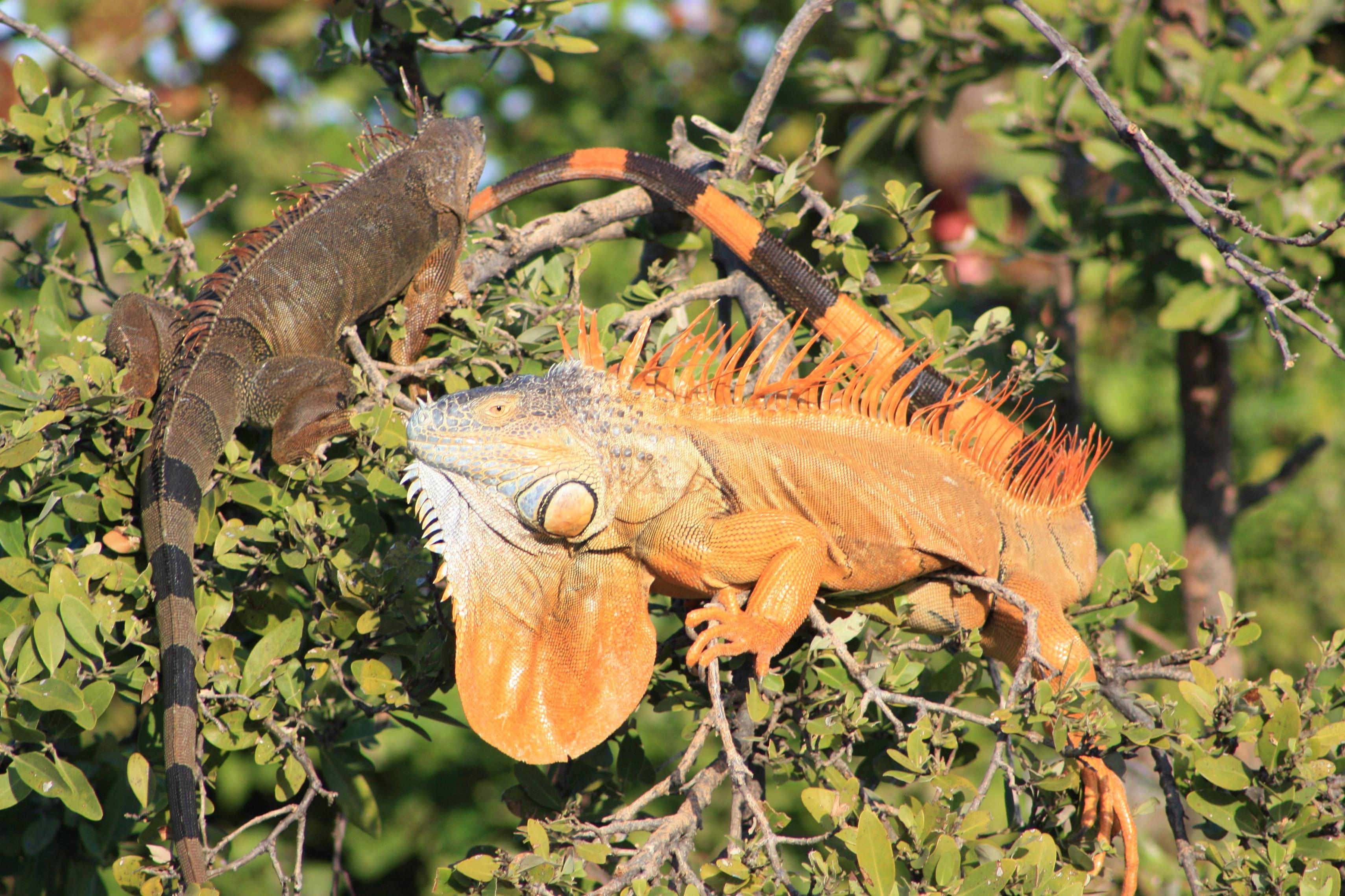 We have a population of wild iguanas near where we live. This is a ...
