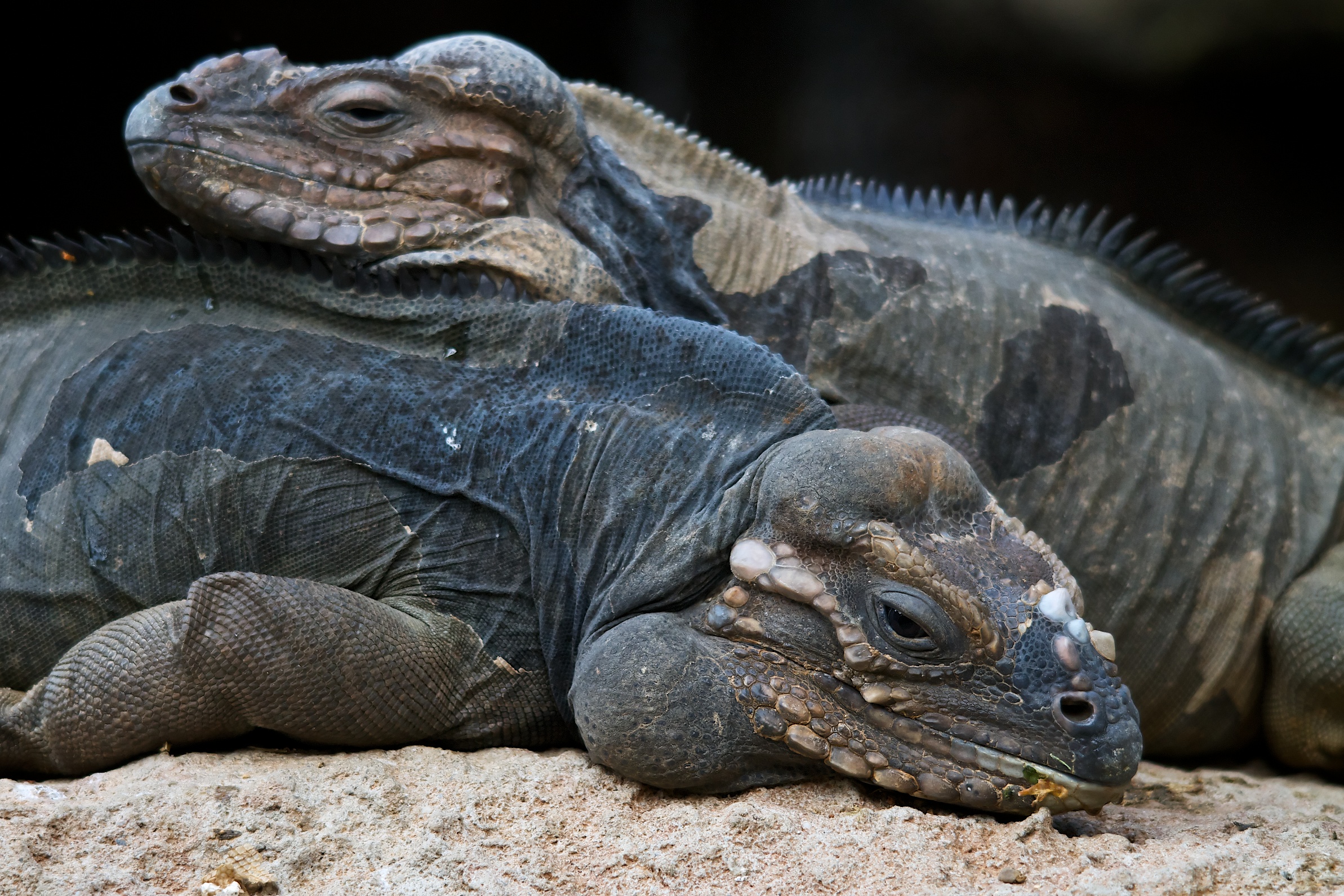 Rhinoceros Iguana – A Wild Eye View