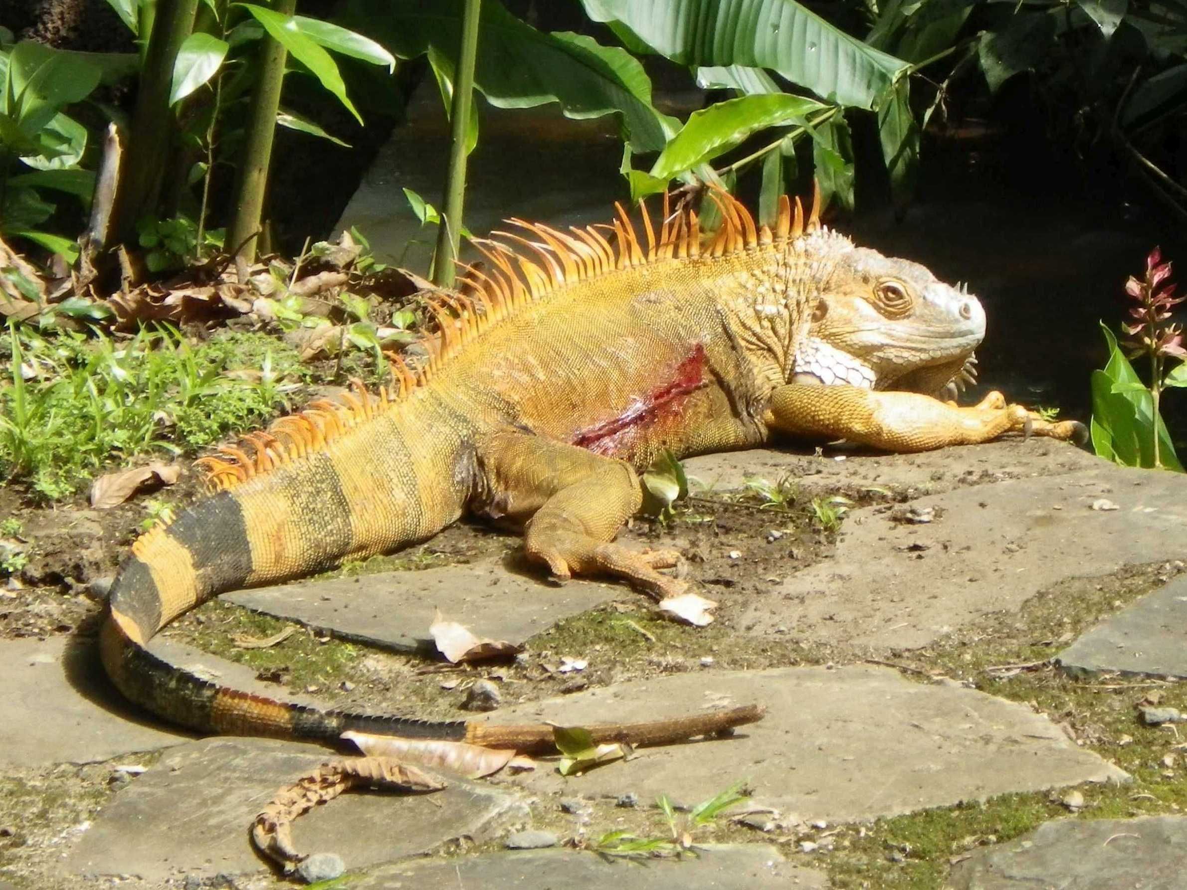 big orange iguanas in florida - Google Search | Iguanas are awesome ...