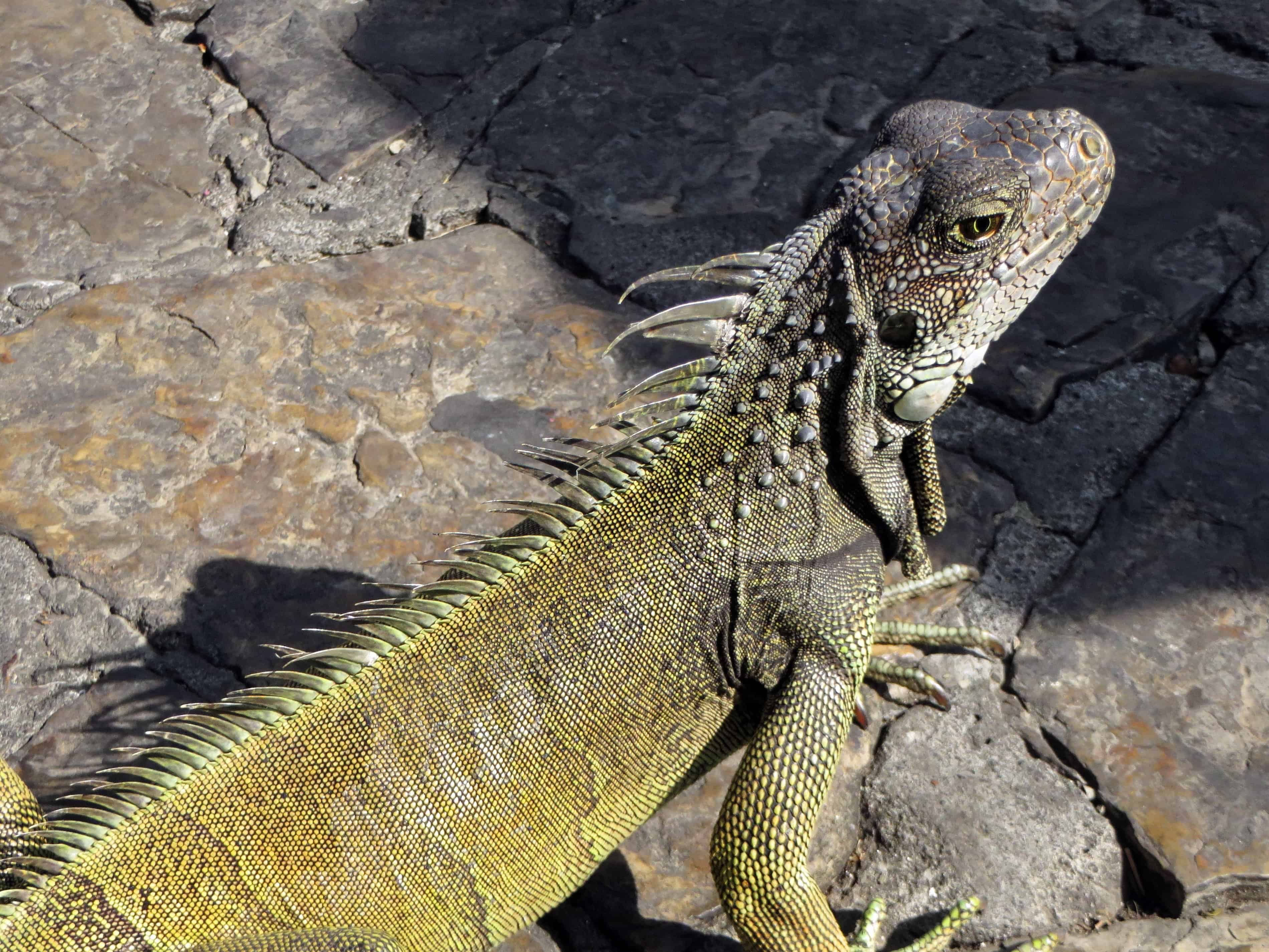 Free picture: lizard, reptile, wildlife, iguana, dragon, wild ...