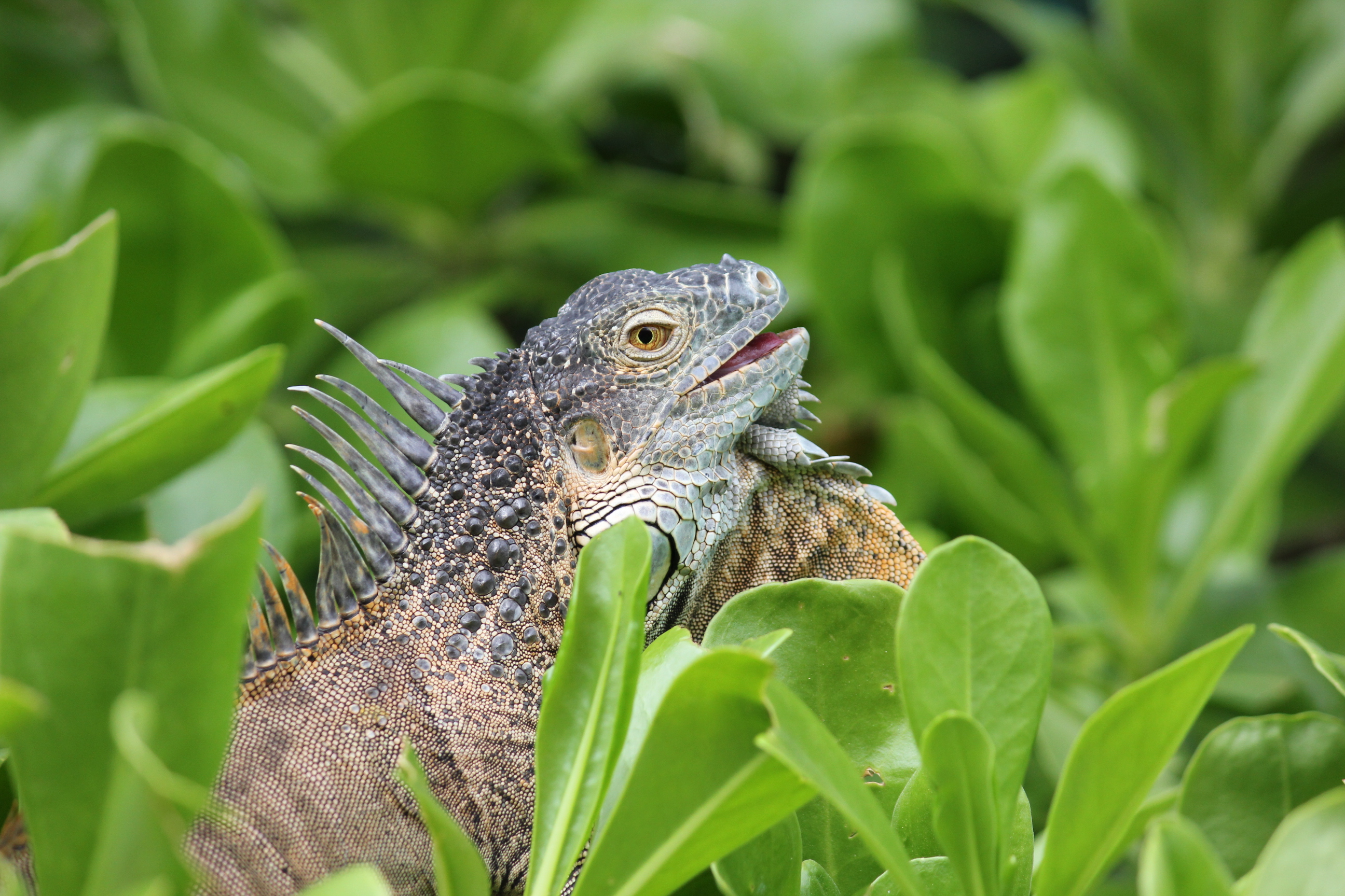 Grand Cayman Tries to Eradicate Invasive Green Iguanas – National ...