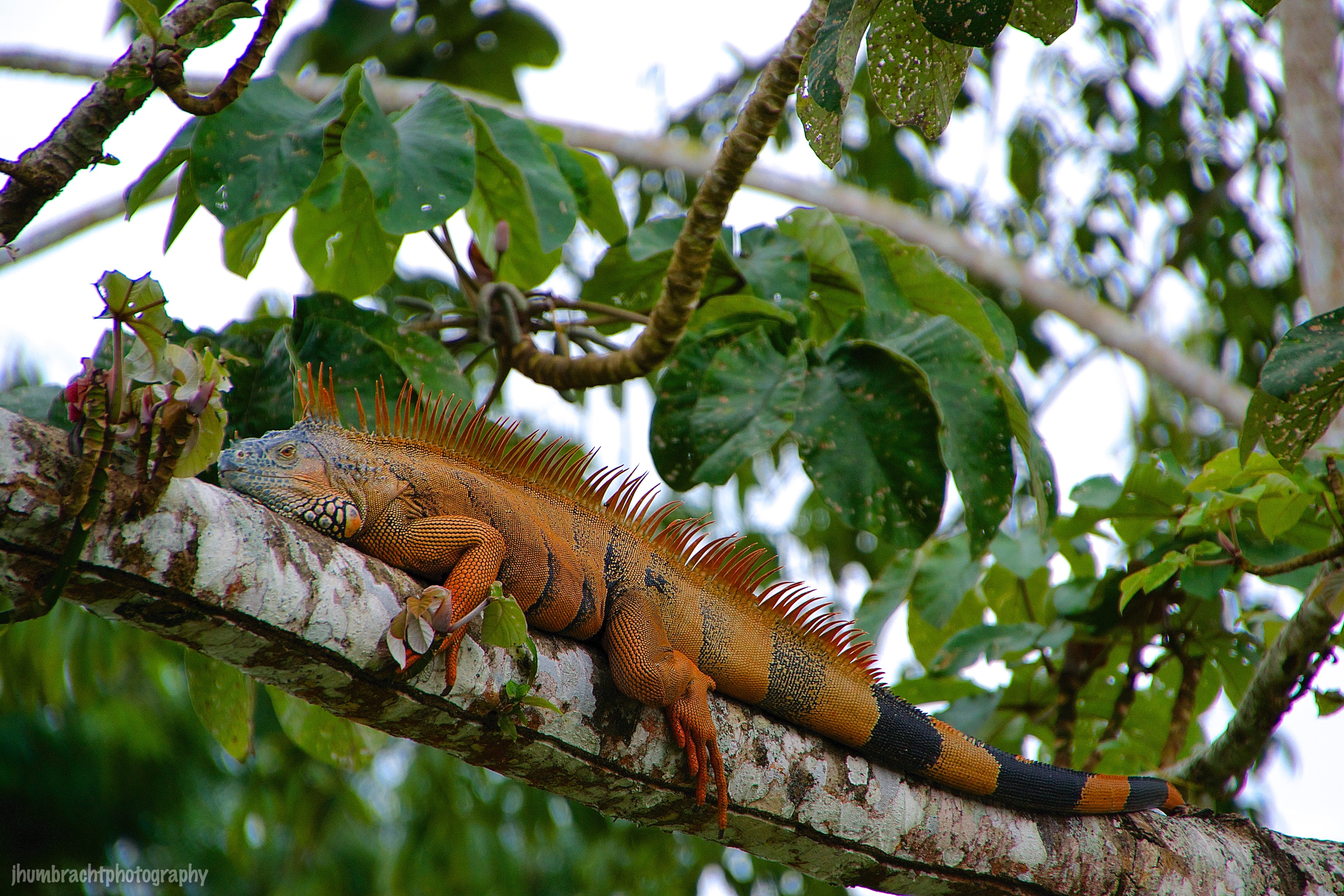 The Green Iguana Conservation Project | San Ignacio Hotel, Belize
