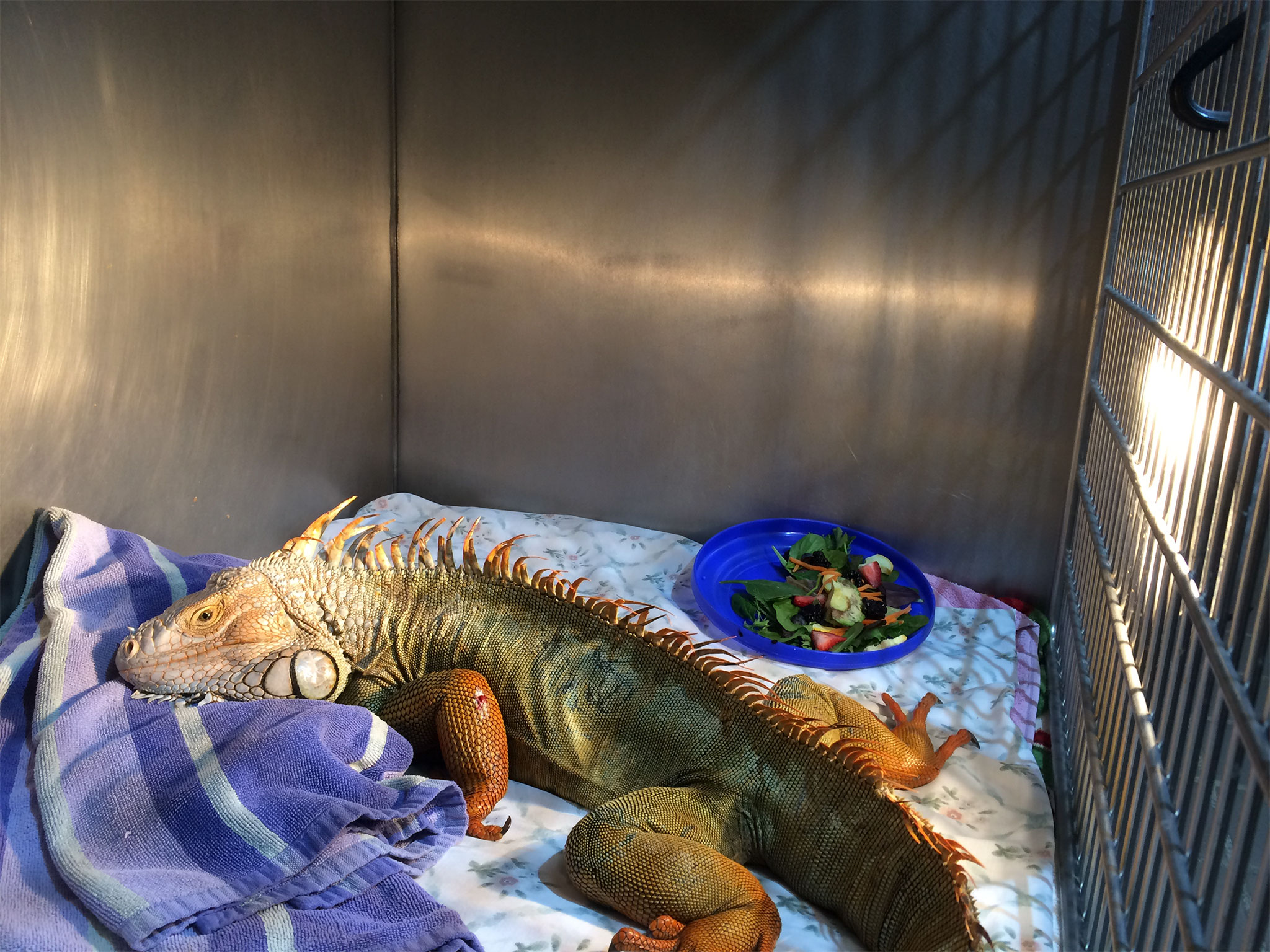 6-Foot Iguana Shot With Crossbow Rescued in Florida