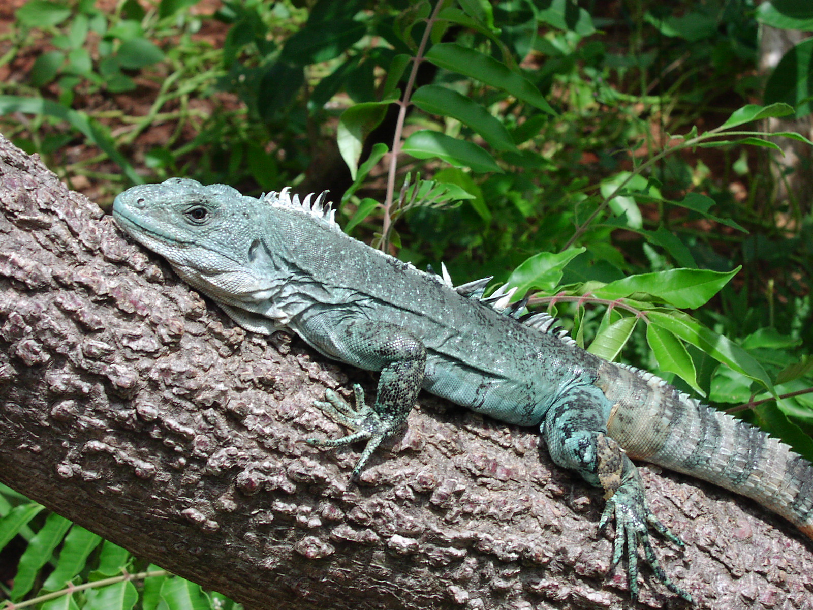 THE ANIMAL for JUST: Reproductive Cycle and Family Habits iguana