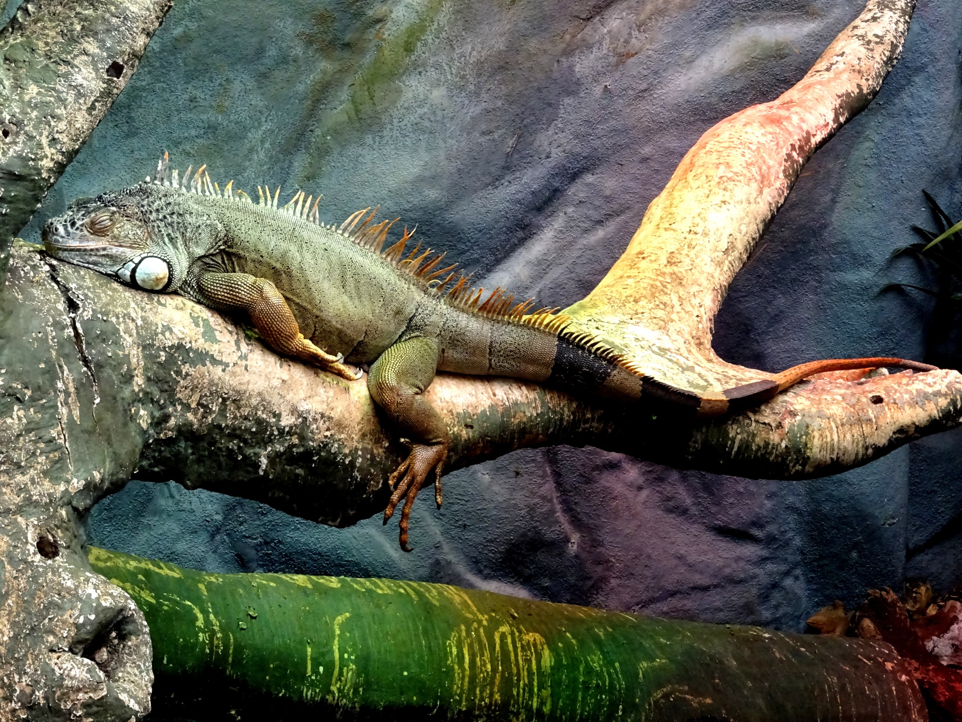 Green Iguana Sleeping On A Branch Free Stock Photo - Public Domain ...