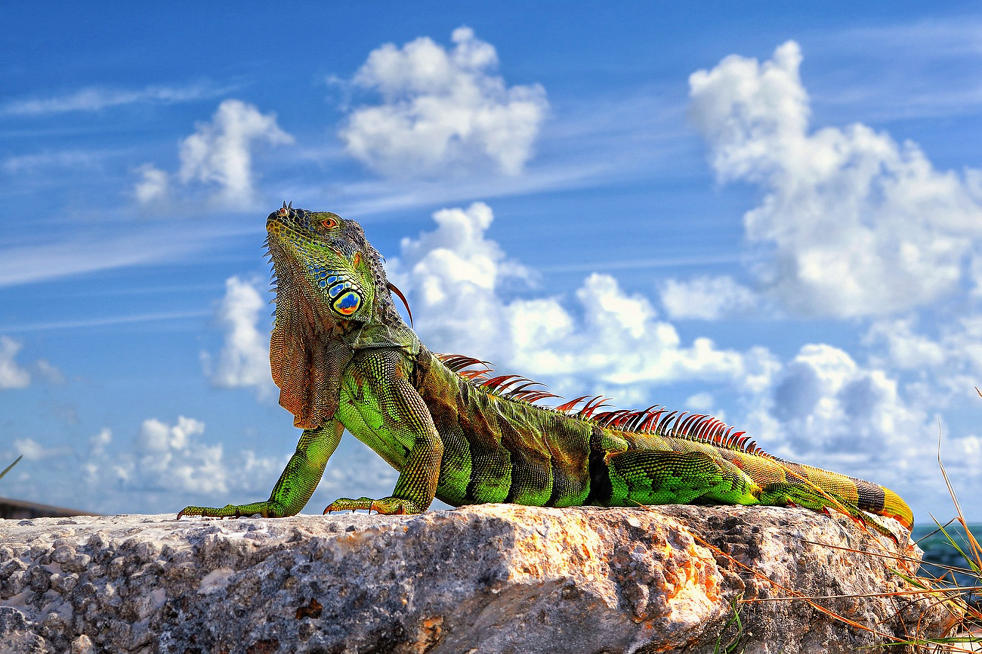 Wallpaper] Colorful Iguana | PicPetz