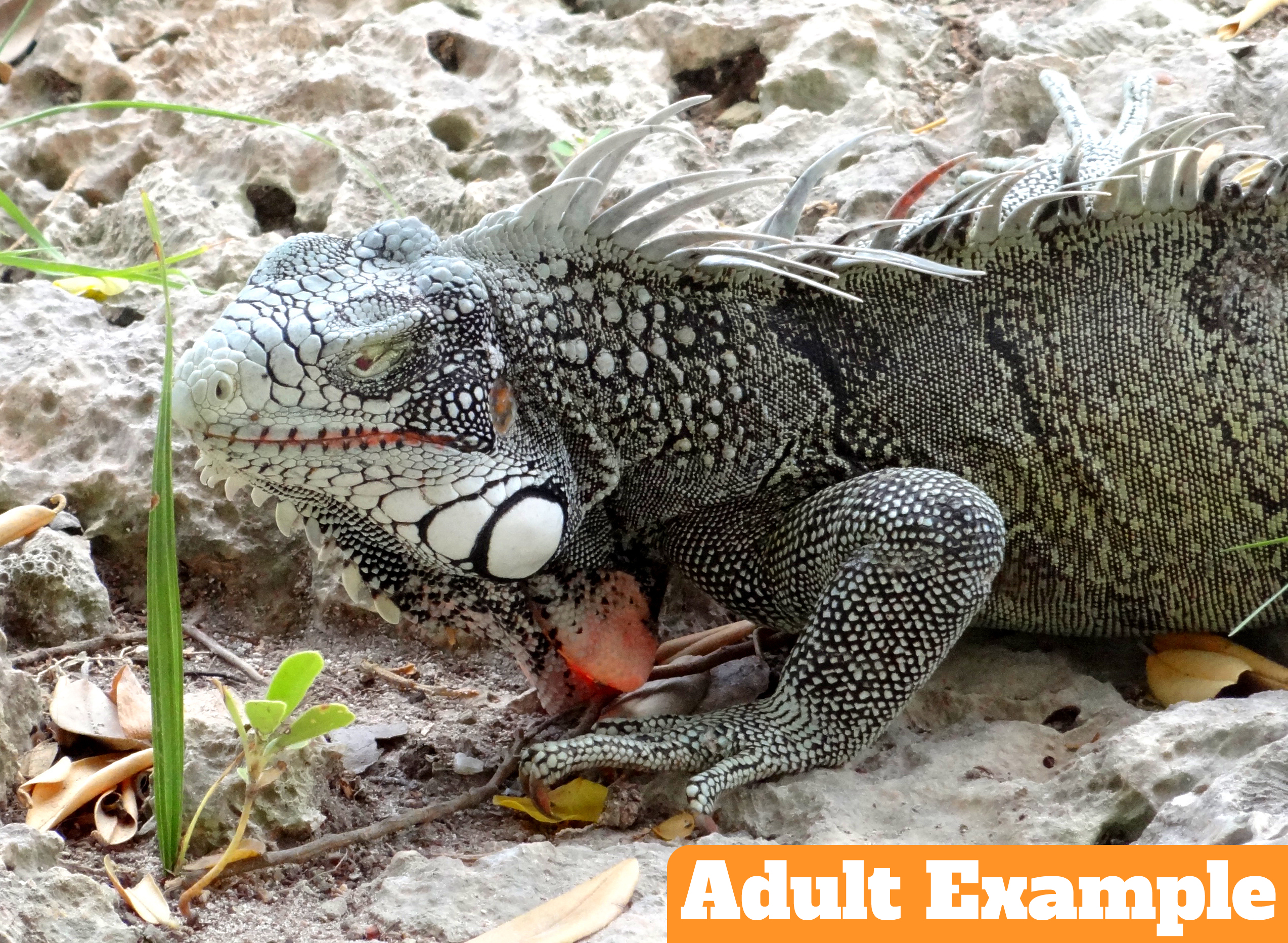 White Head - Florida Iguana & Tortoise Breeders