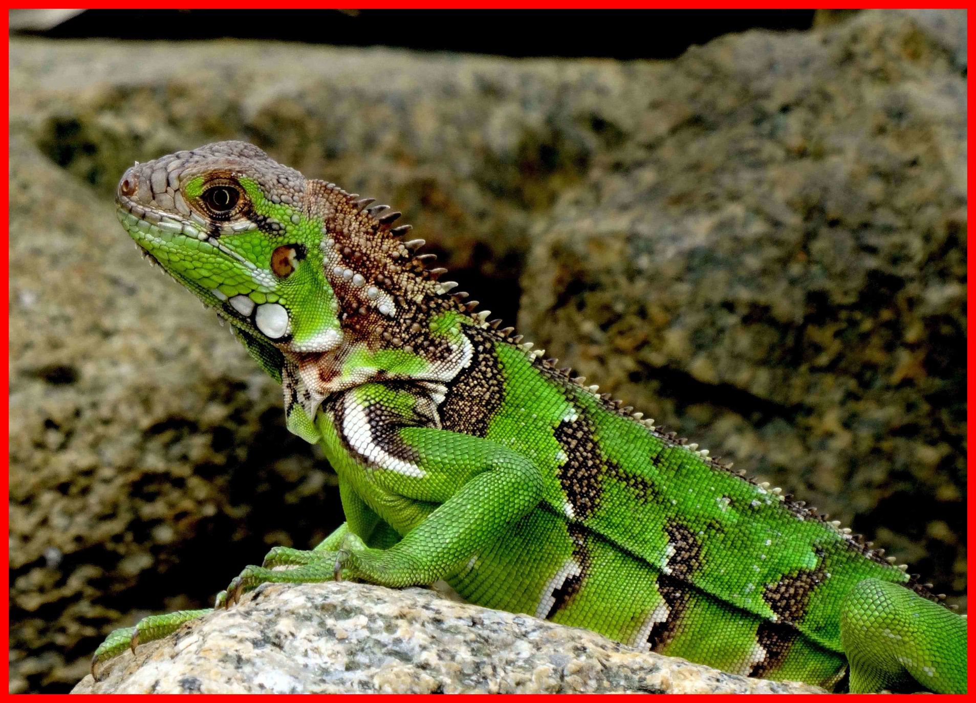 Marvelous Picture Lizard Reptile Wildlife Iguana Dragon Eye Pet Wild ...