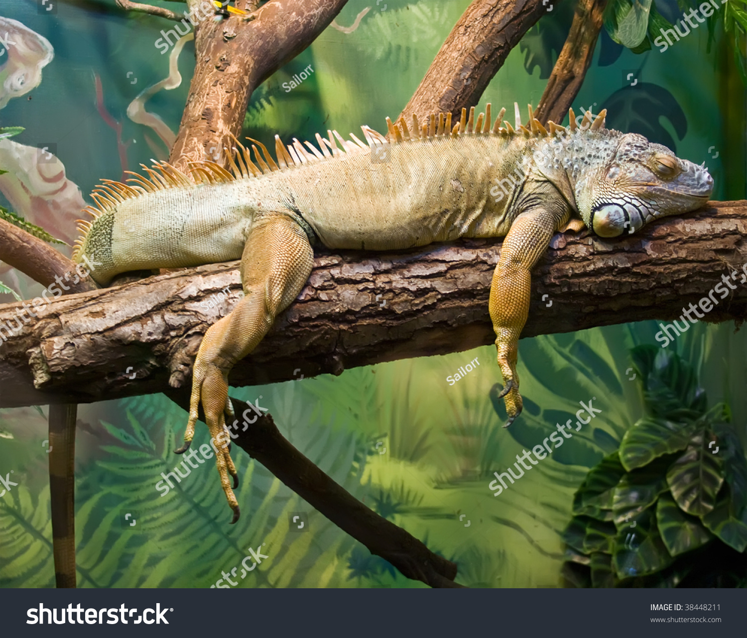 Lazy Iguana Lying Along Branch Stock Photo 38448211 - Shutterstock