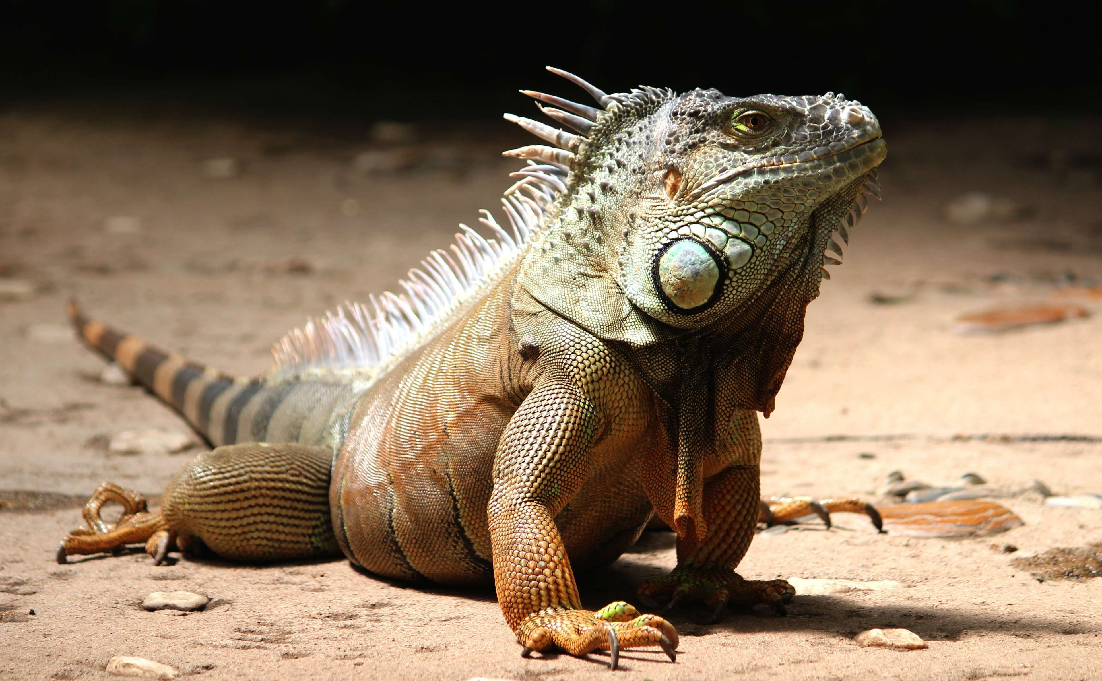 animal #blur #close up #exotic #focus #head #iguana #lizard #looking ...