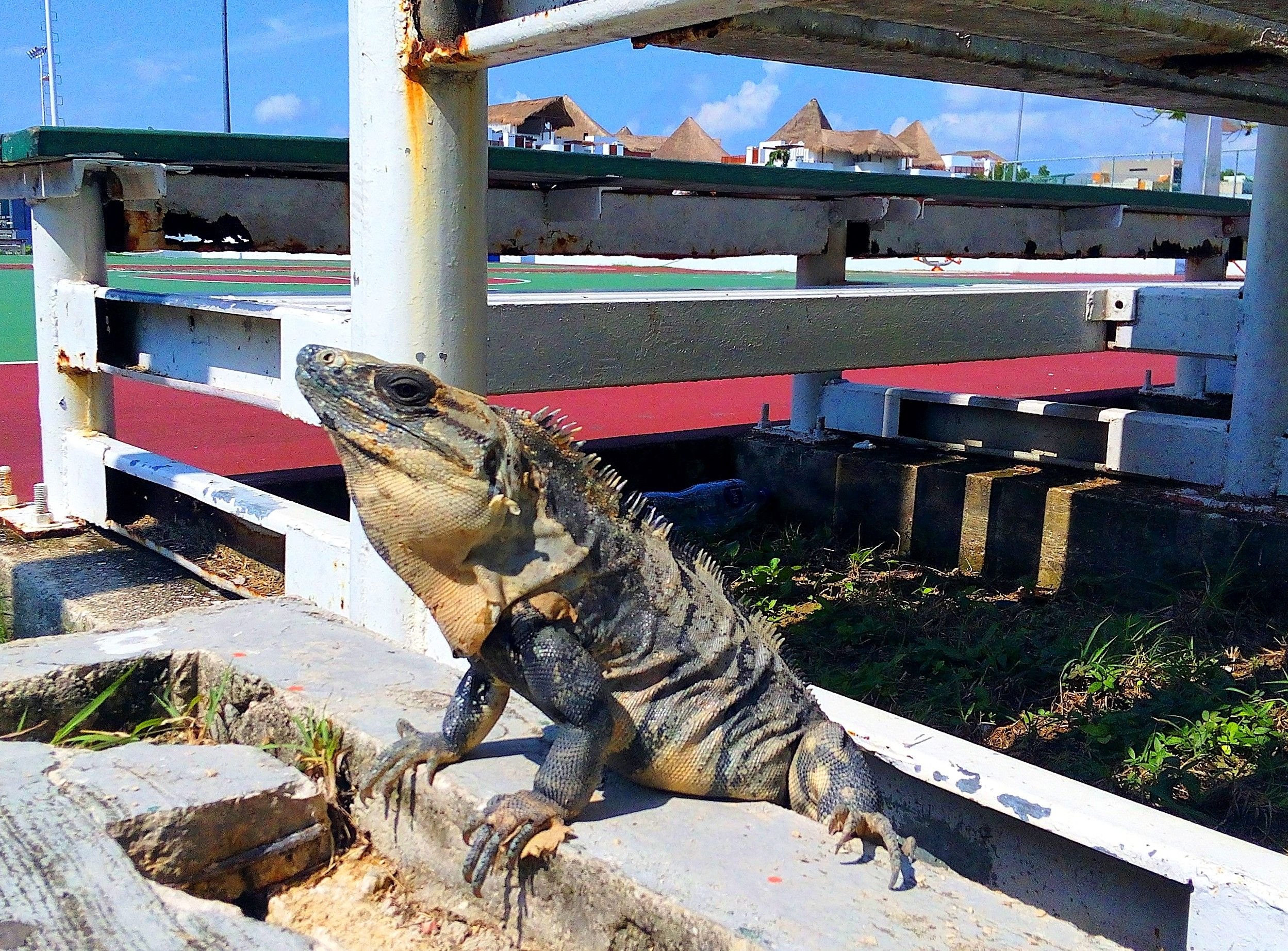 Meet Ricky, a wild black spiny-tailed iguana who lives outside my ...