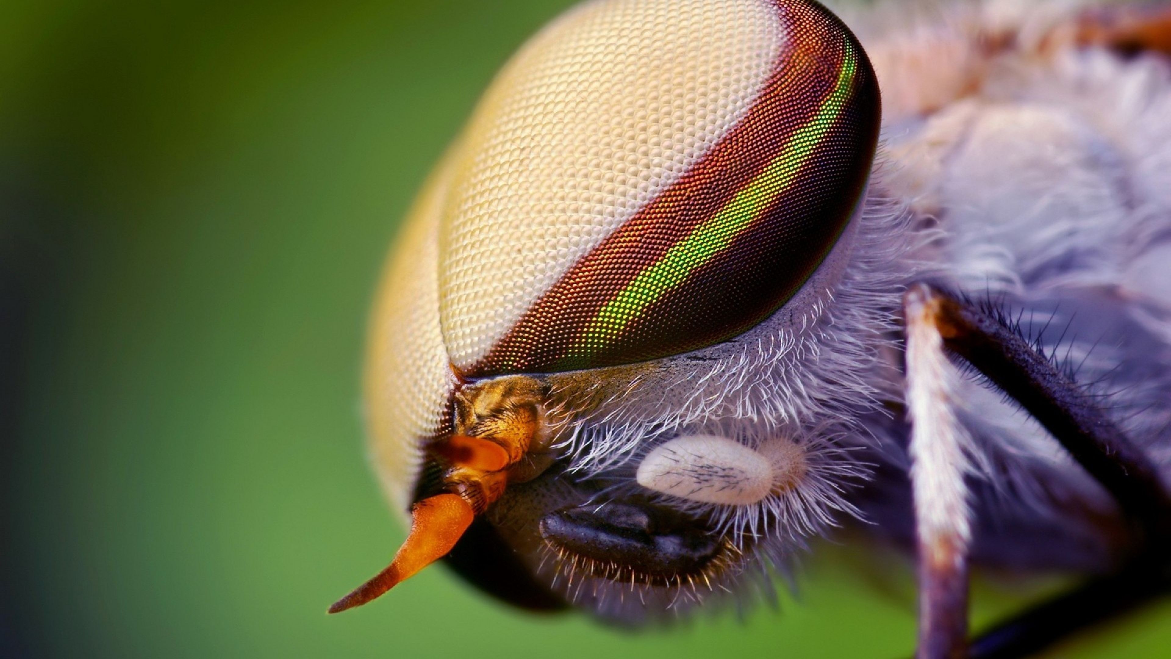 3840x2160 Wallpaper insect, head, eyes, close-up | The Woods ...