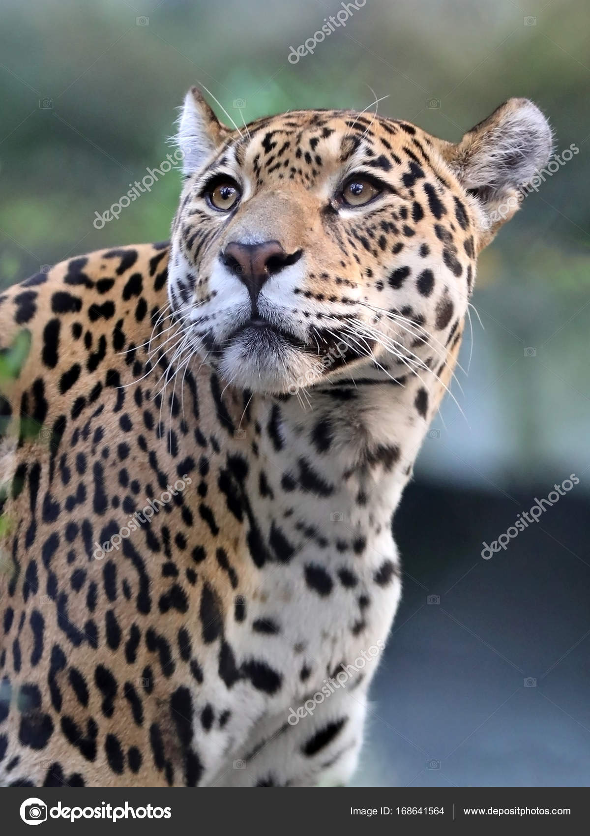 Wild Jaguar animal — Stock Photo © EBFoto #168641564