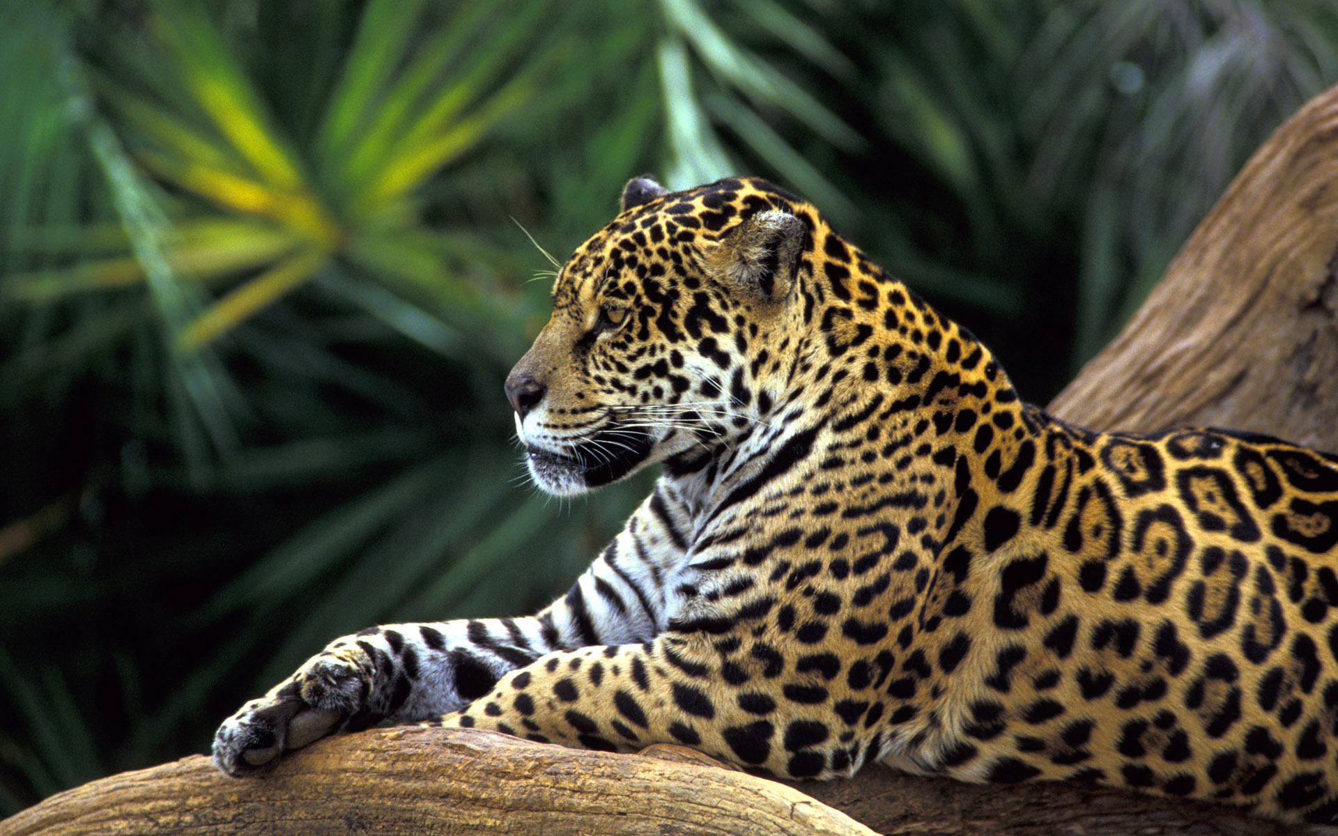 Wild Jaguar #7024851