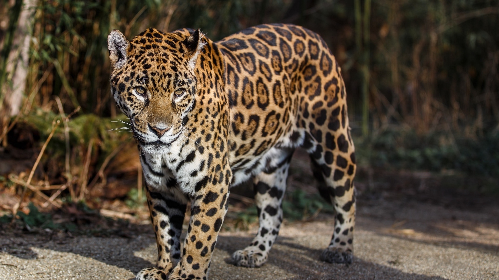 Download wallpaper 1920x1080 jaguar, wild cat, predator, spots full ...