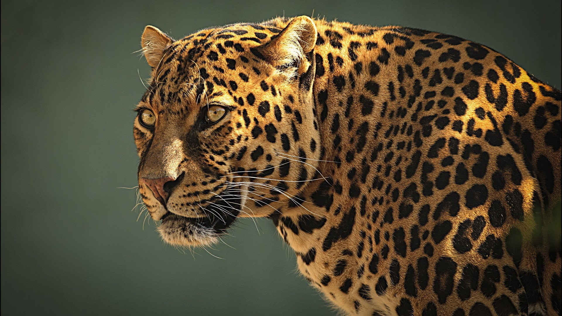 animals, wildlife, Jaguar, feline, leopards, wild animals, Wild ...